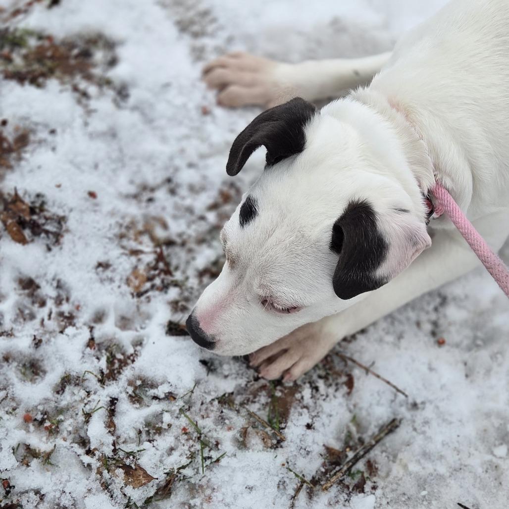 Purdie, Adoptable, Puppy Female Terrier.