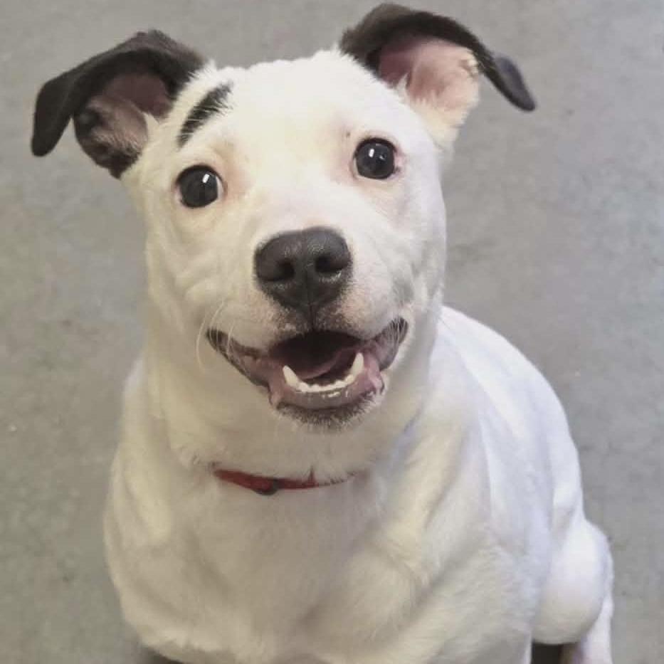 Enlarge Purdie, a Adoptable mixed breed in Pittsford, VT image 2/2