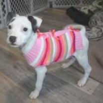 Enlarge Purdie, a Adoptable mixed breed in Pittsford, VT image 2/3