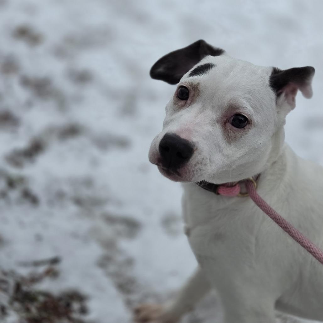 Enlarge Purdie, a Adoptable mixed breed in Pittsford, VT image 3/3