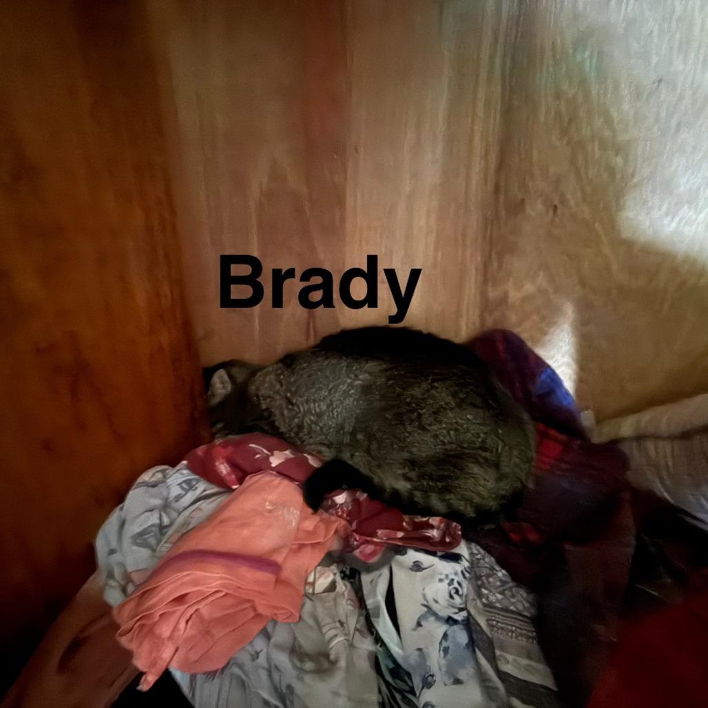 Enlarge Brady, a Adoptable Domestic Short Hair in Lynchburg, VA image 1/1