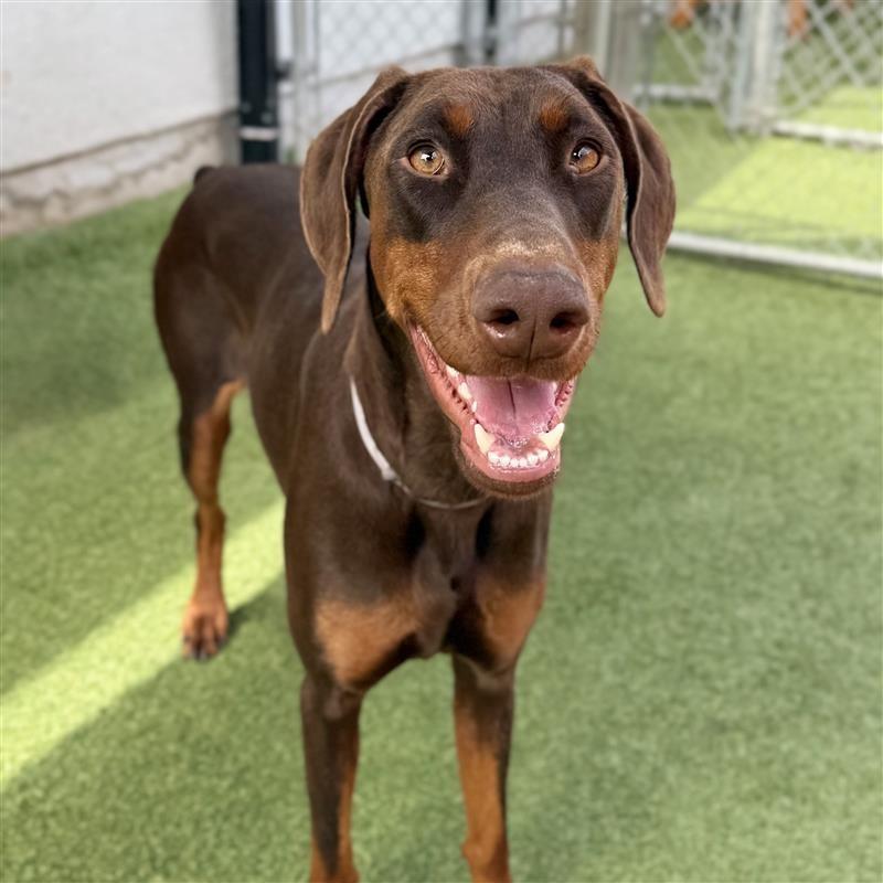 Canela, Adoptable, Adult Female Doberman Pinscher & Mixed Breed.