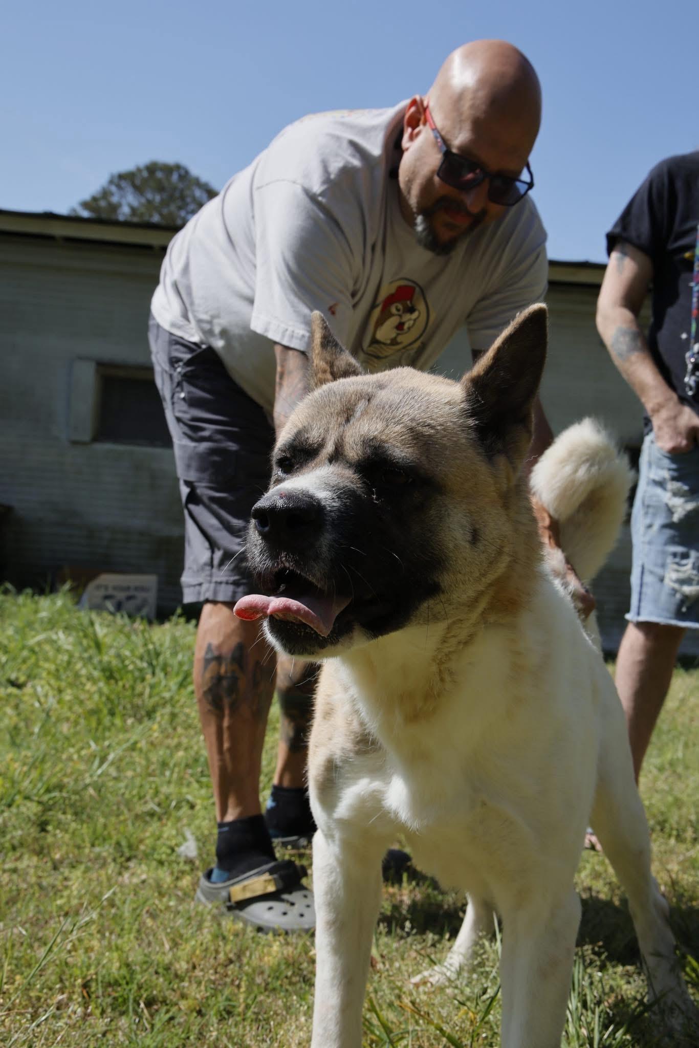 Enlarge Akema, a Adoptable Akita in Toms River, NJ image 2/6