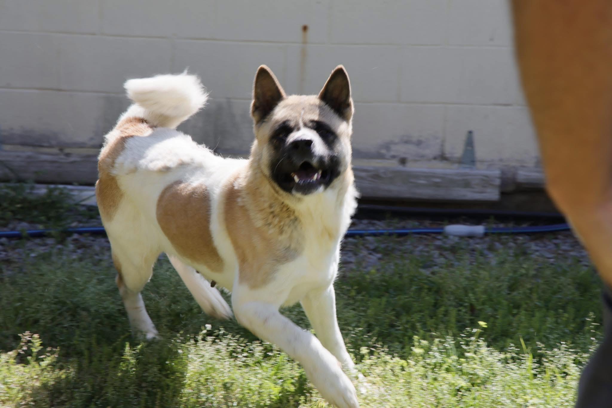 Enlarge Akema, a Adoptable Akita in Toms River, NJ image 3/6