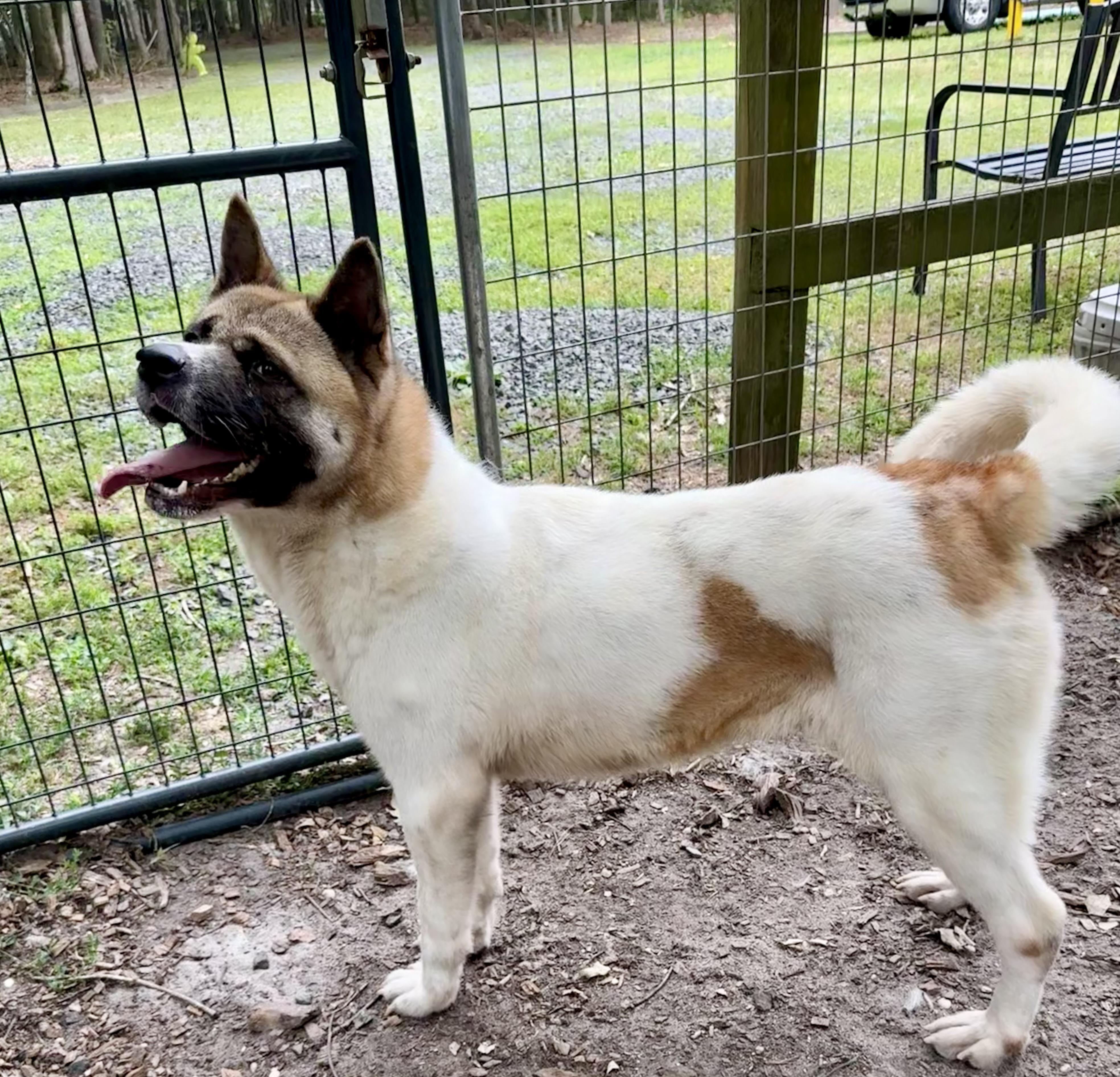 Akema ( Kimmy ), Adoptable, Adult Female Akita.