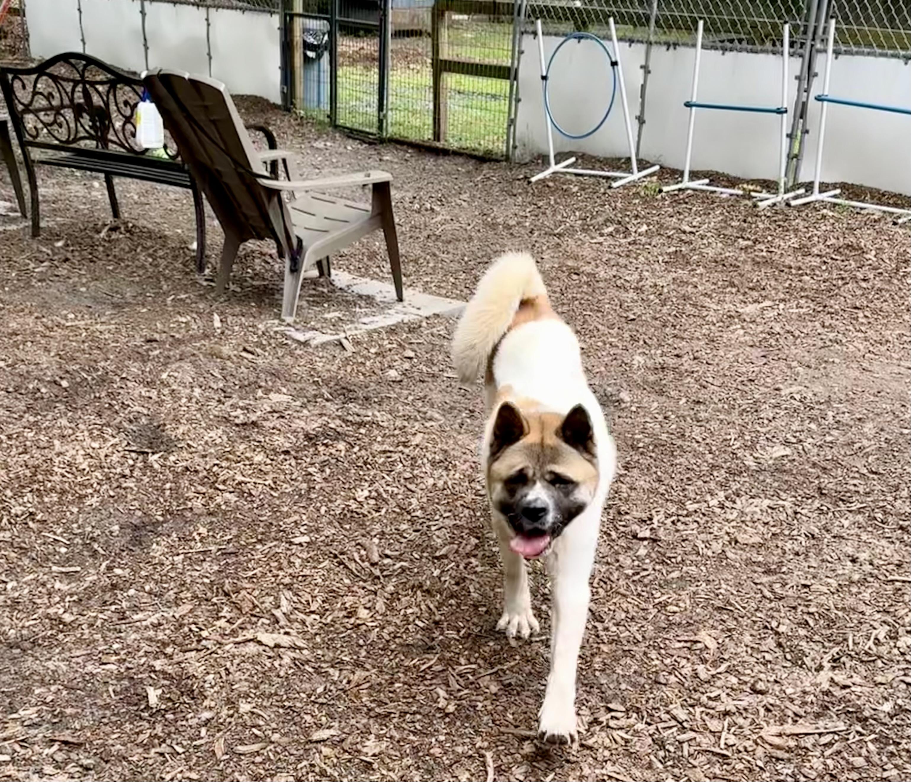 Enlarge Akema ( Kimmy ), a Adoptable Akita in Toms River, NJ image 2/5