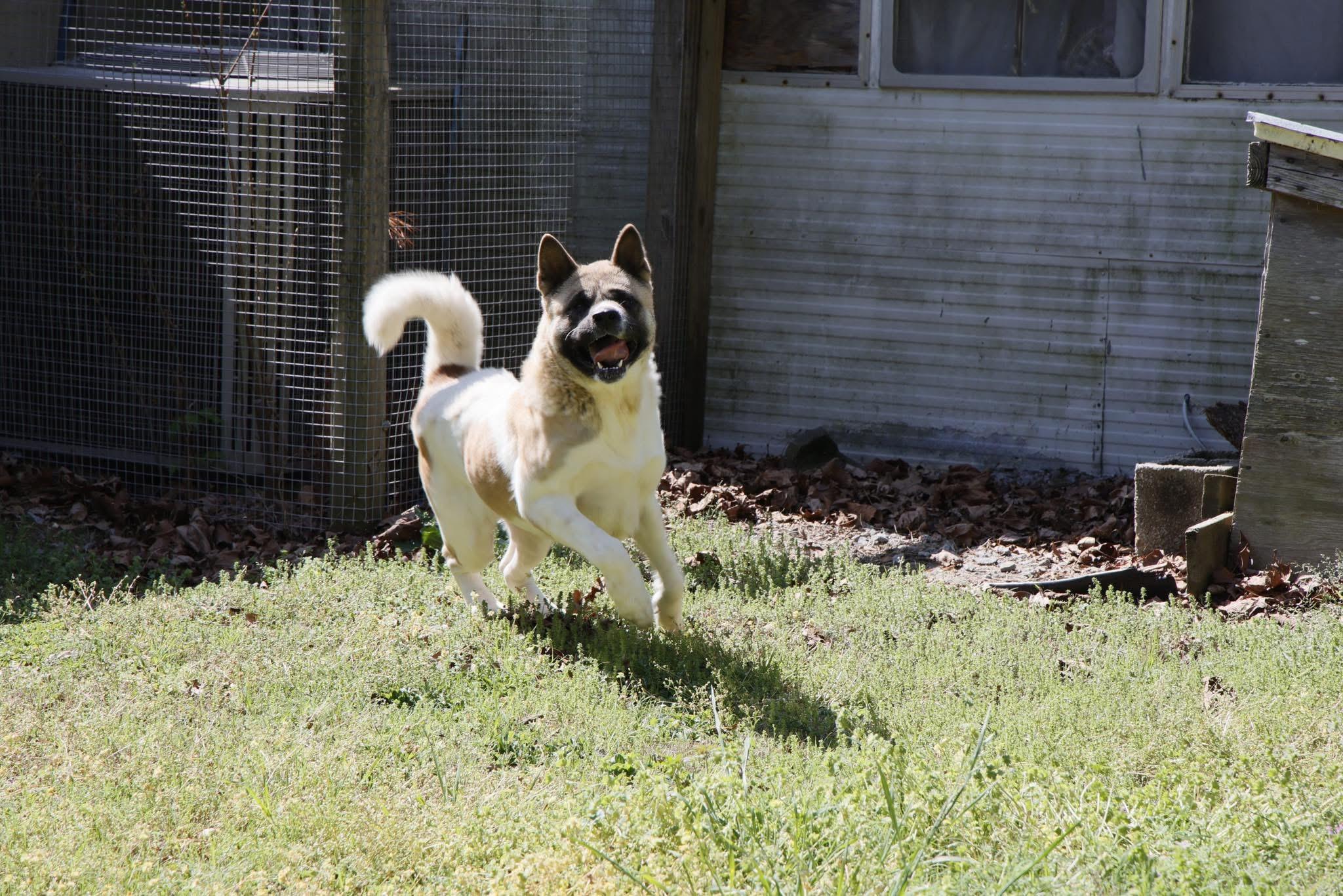 Enlarge Akema, a Adoptable Akita in Toms River, NJ image 4/6