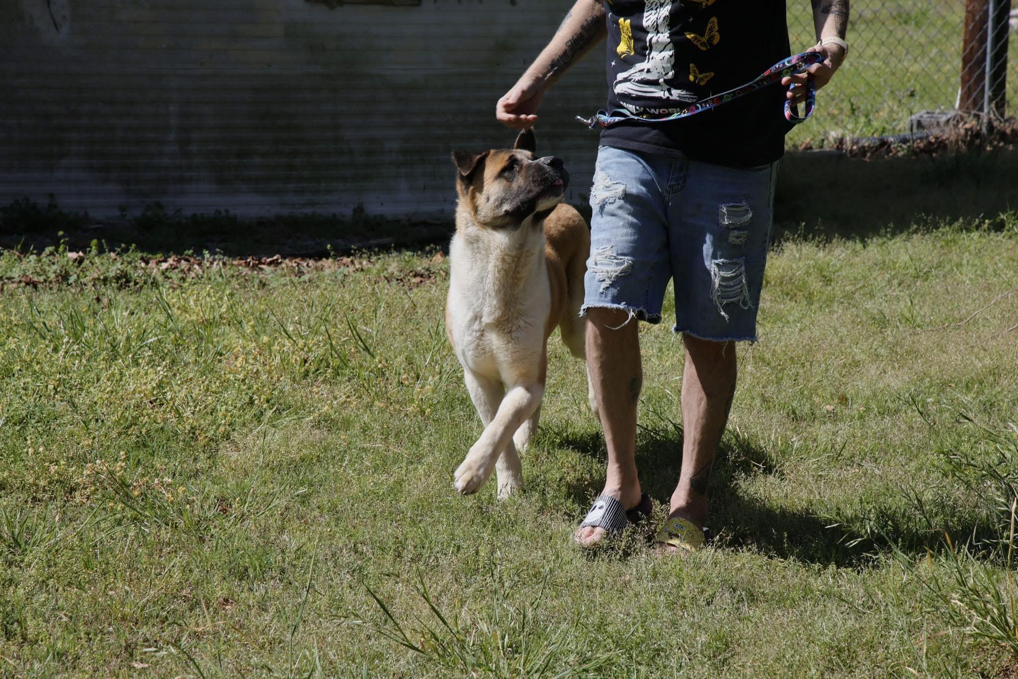 Enlarge Akema, a Adoptable Akita in Toms River, NJ image 5/6