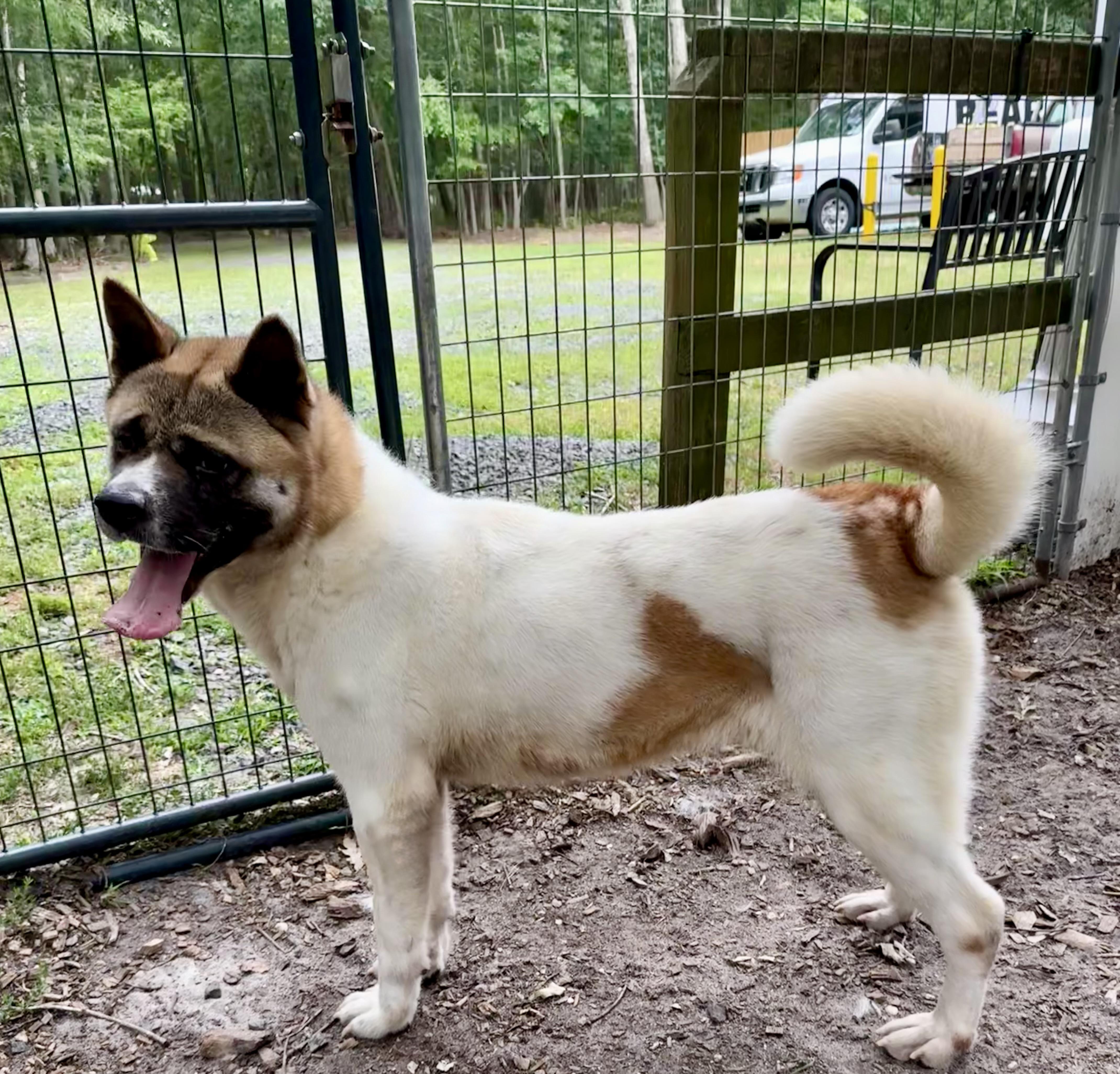 Enlarge Akema ( Kimmy ), a Adoptable Akita in Toms River, NJ image 4/5