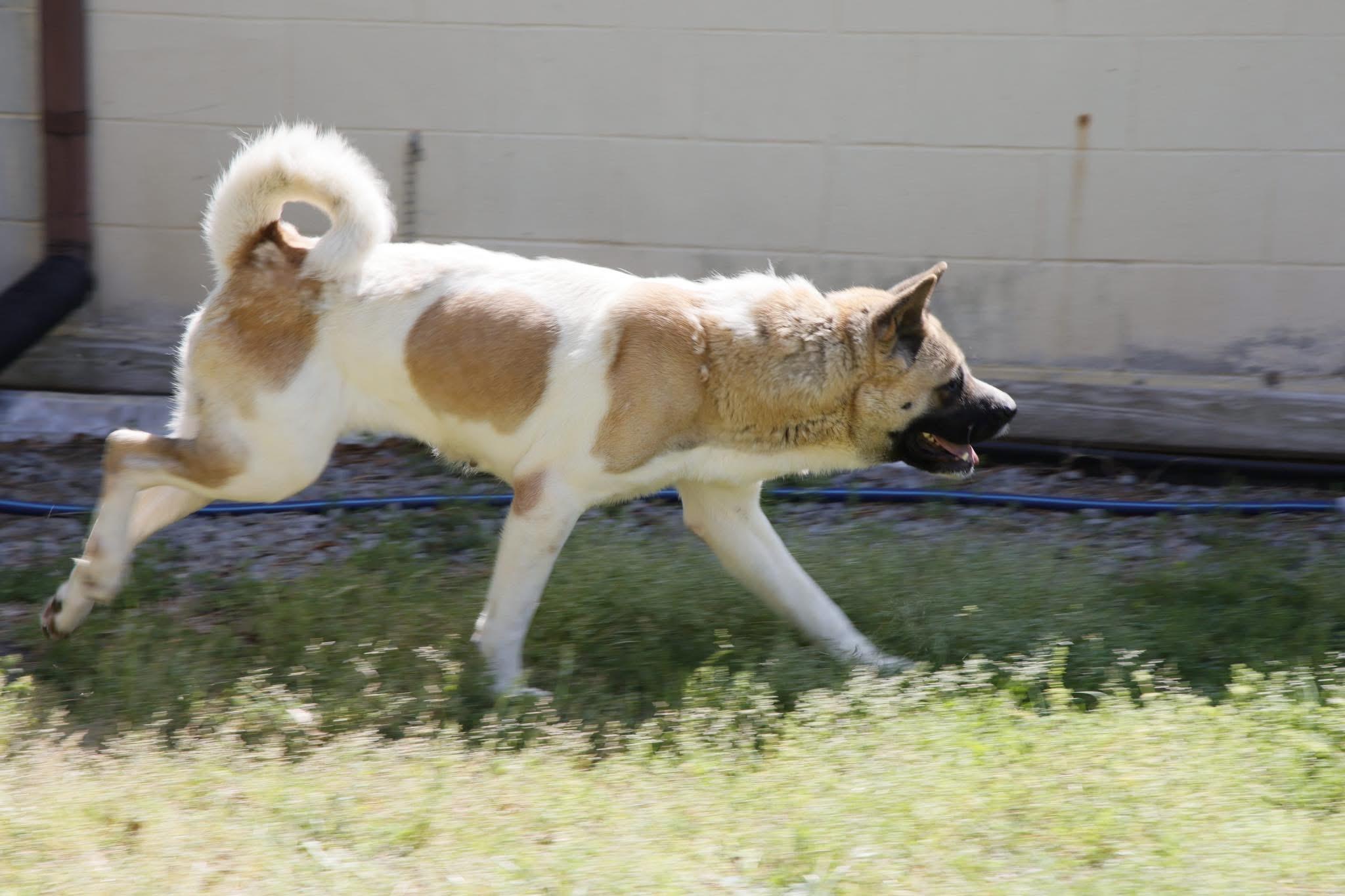 Enlarge Akema, a Adoptable Akita in Toms River, NJ image 6/6