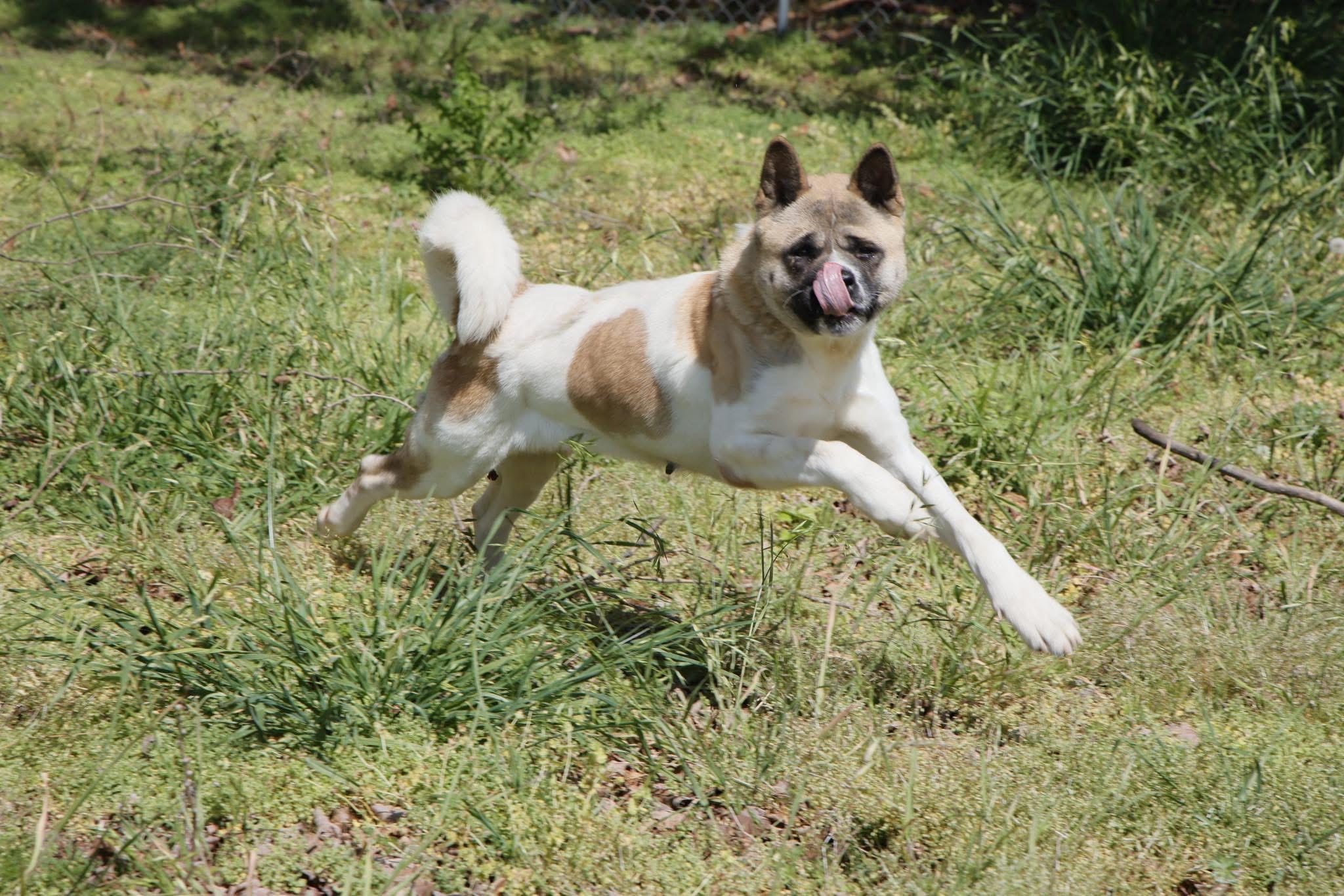 Akema, Adult Female unknown
