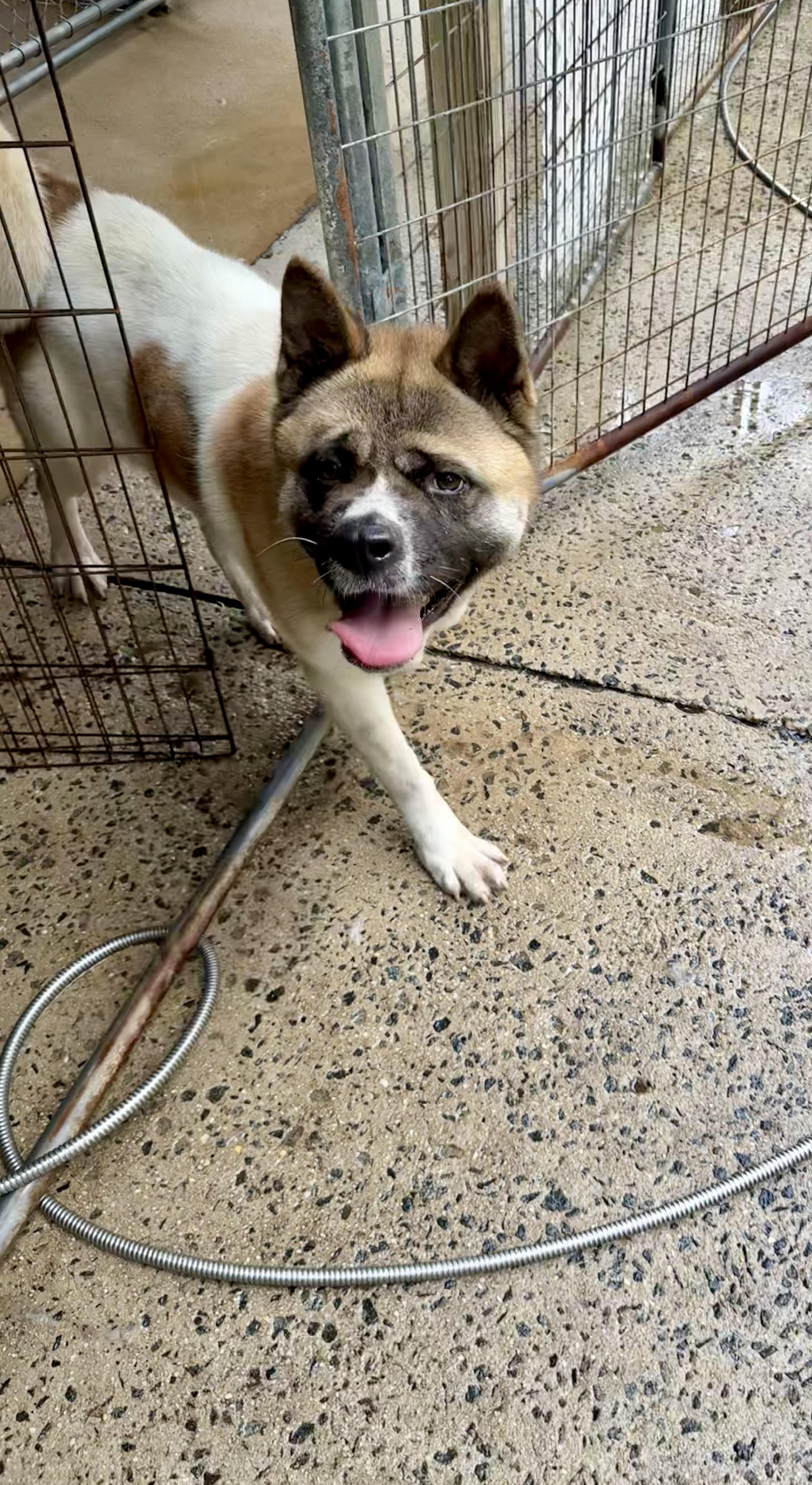 Enlarge Akema ( Kimmy ), a Adoptable Akita in Toms River, NJ image 3/5