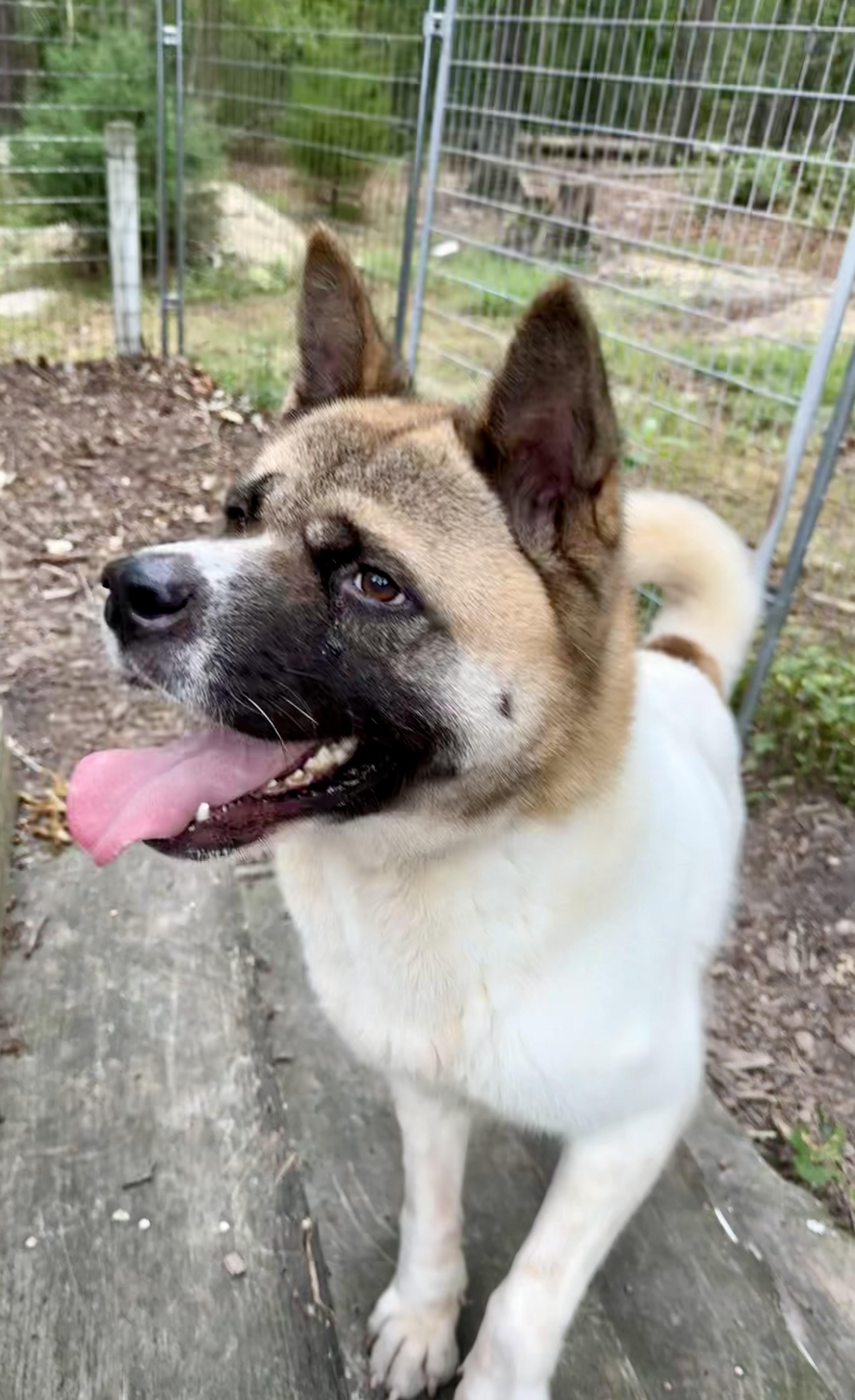 Enlarge Akema ( Kimmy ), a Adoptable Akita in Toms River, NJ image 5/5