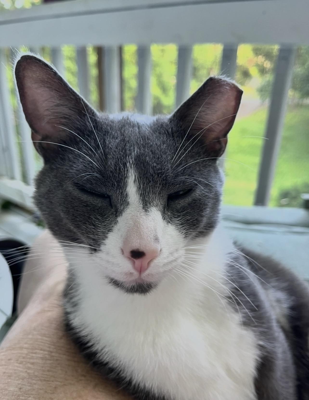 Skippy, Adoptable, Adult Male Domestic Short Hair.