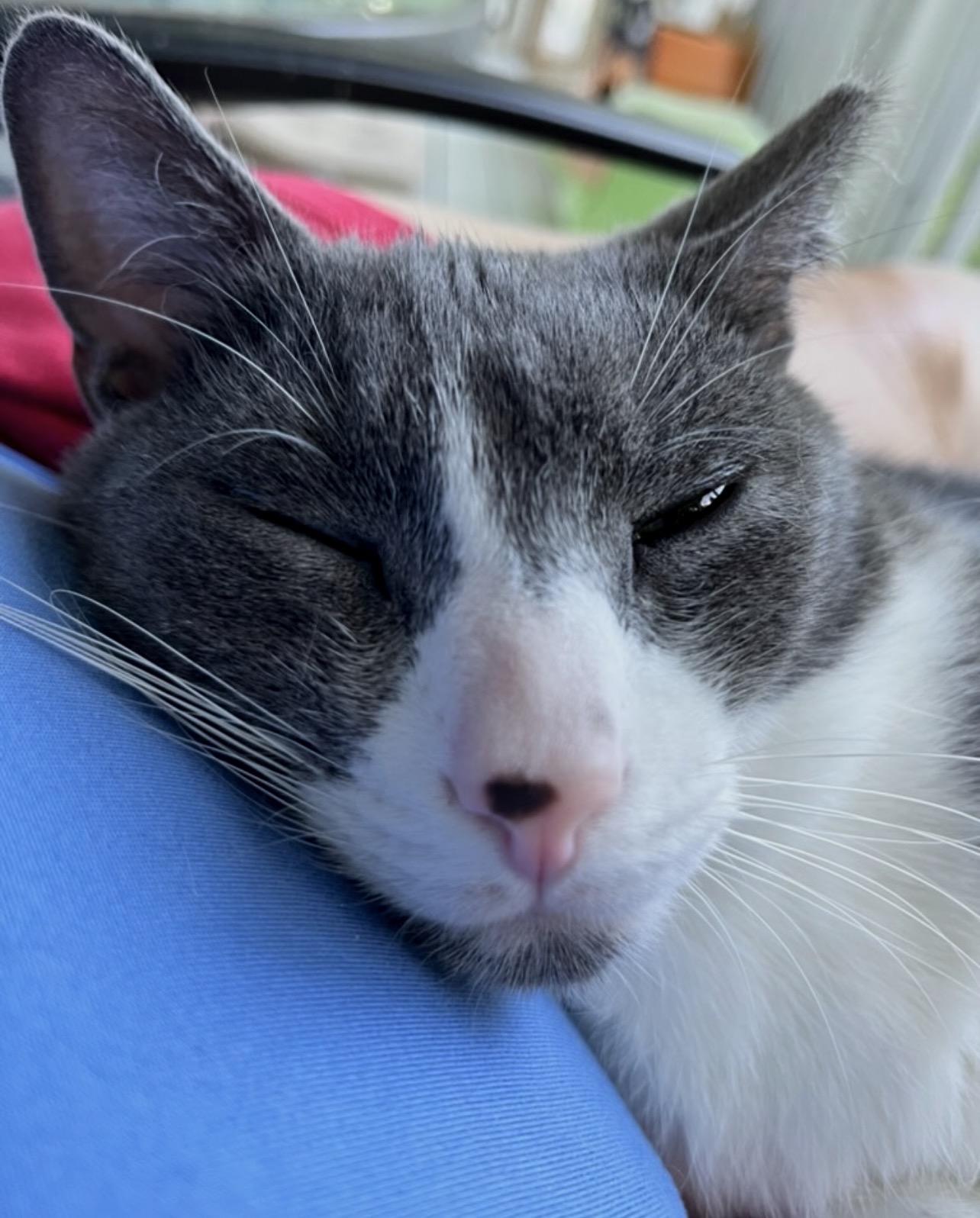 Enlarge Skippy, a Adoptable Domestic Short Hair in Hughesville, MD image 2/2