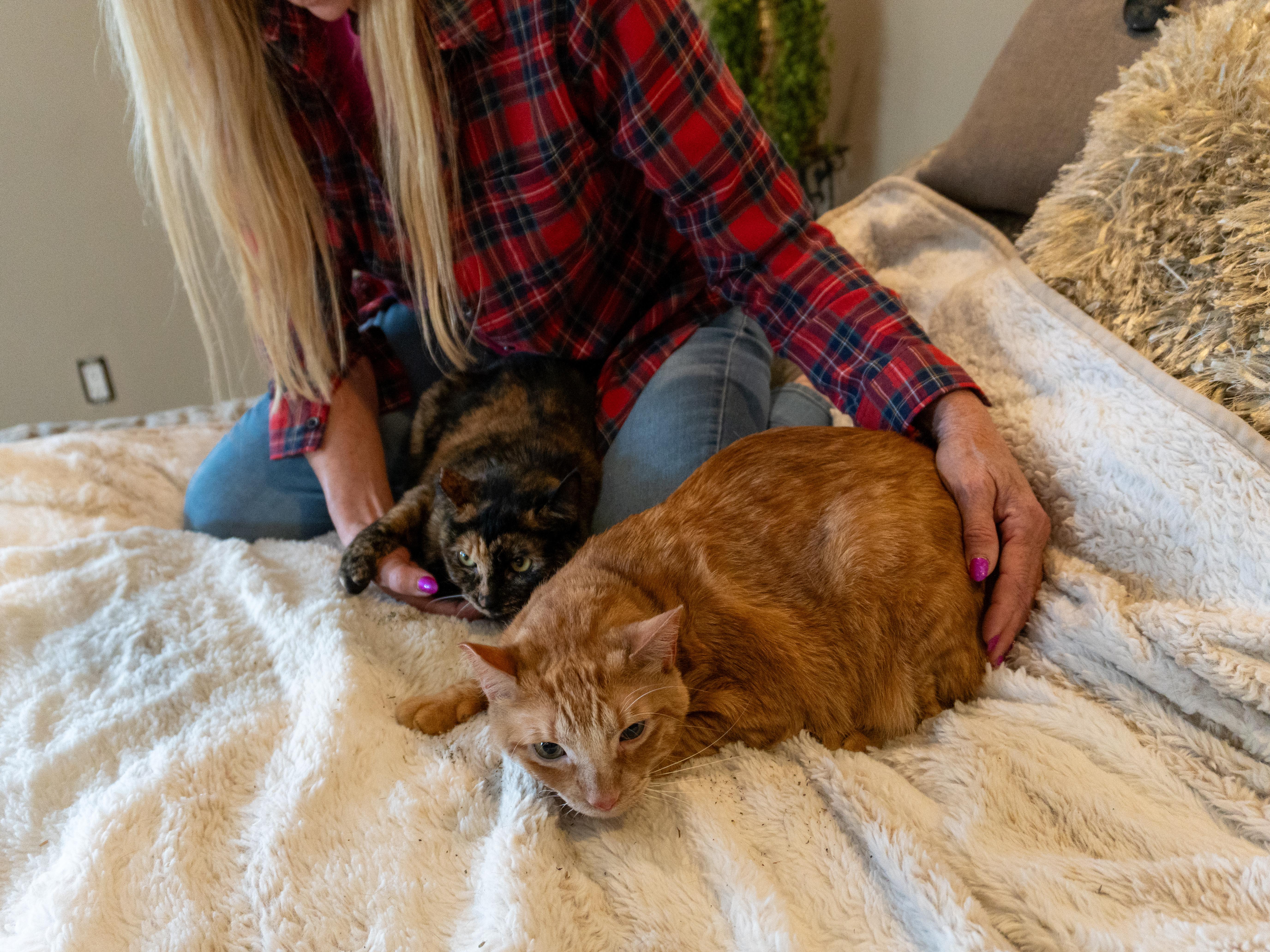 Enlarge Bonnie & Clyde (bonded pair), a Adoptable Domestic Medium Hair in Selah, WA image 2/5