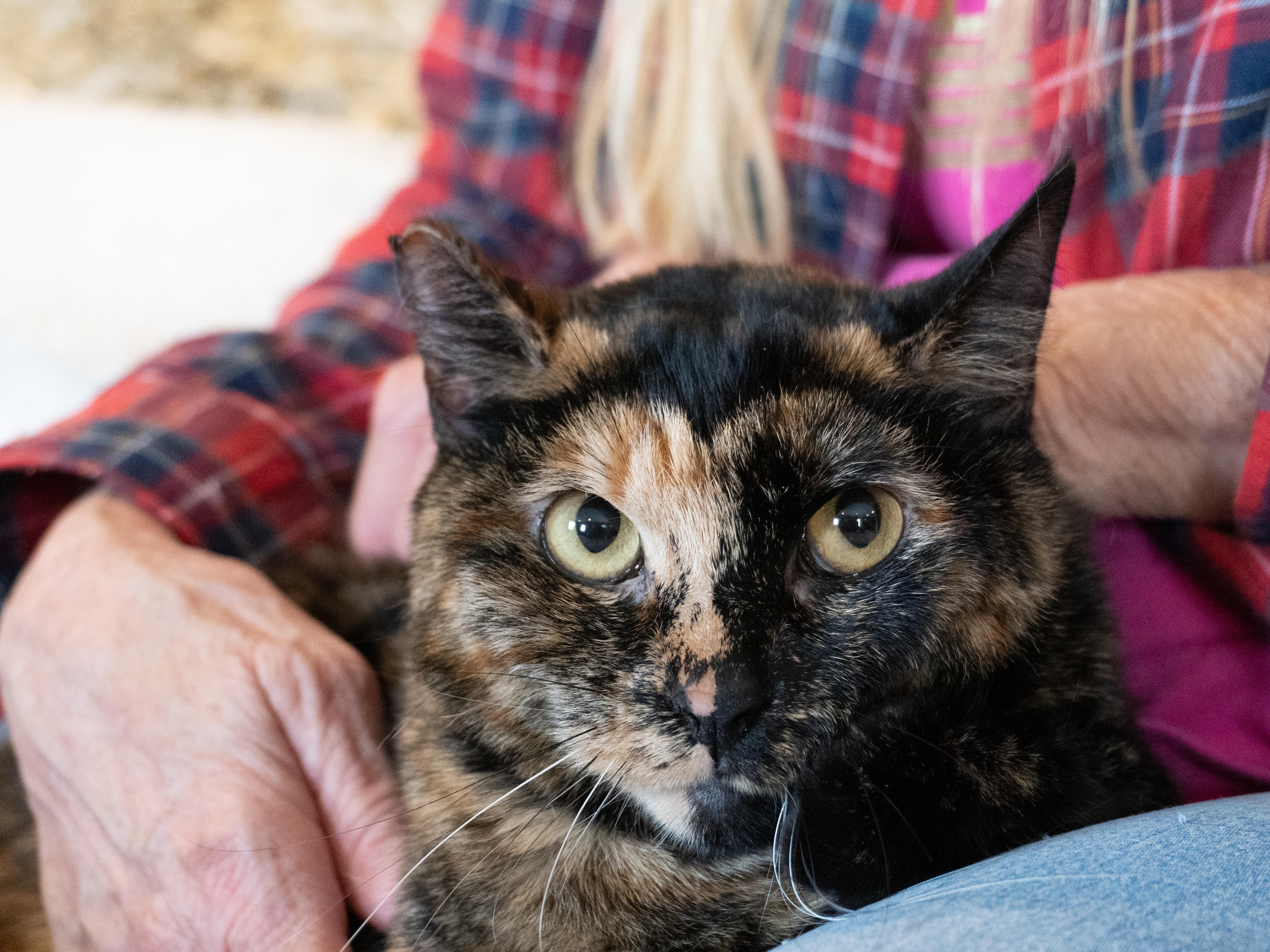 Bonnie & Clyde (bonded pair), an adoptable Domestic Medium Hair in Selah, WA, 98942 | Photo Image 4