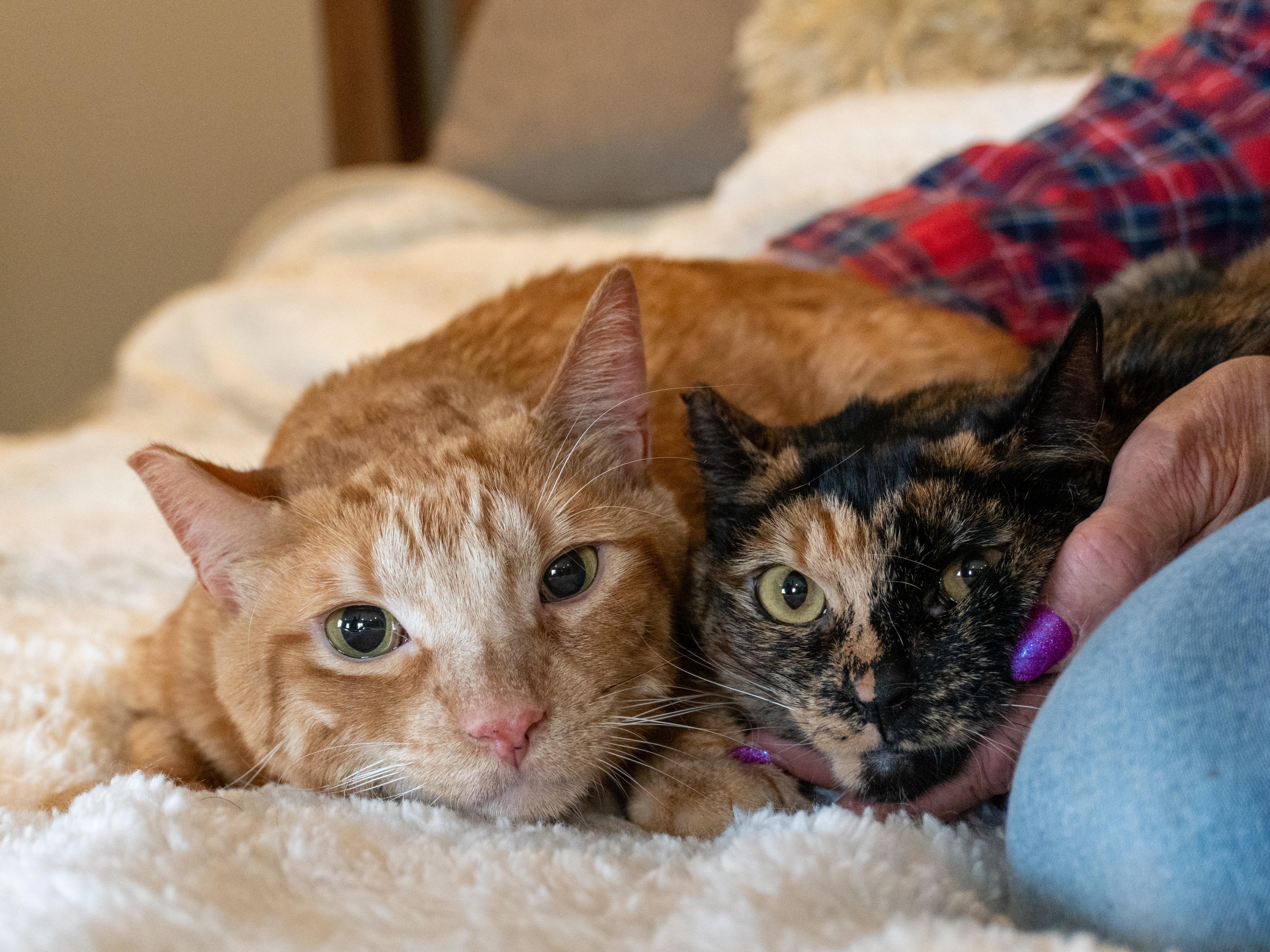 Bonnie & Clyde (bonded pair), Adoptable, Adult Female Domestic Medium Hair.