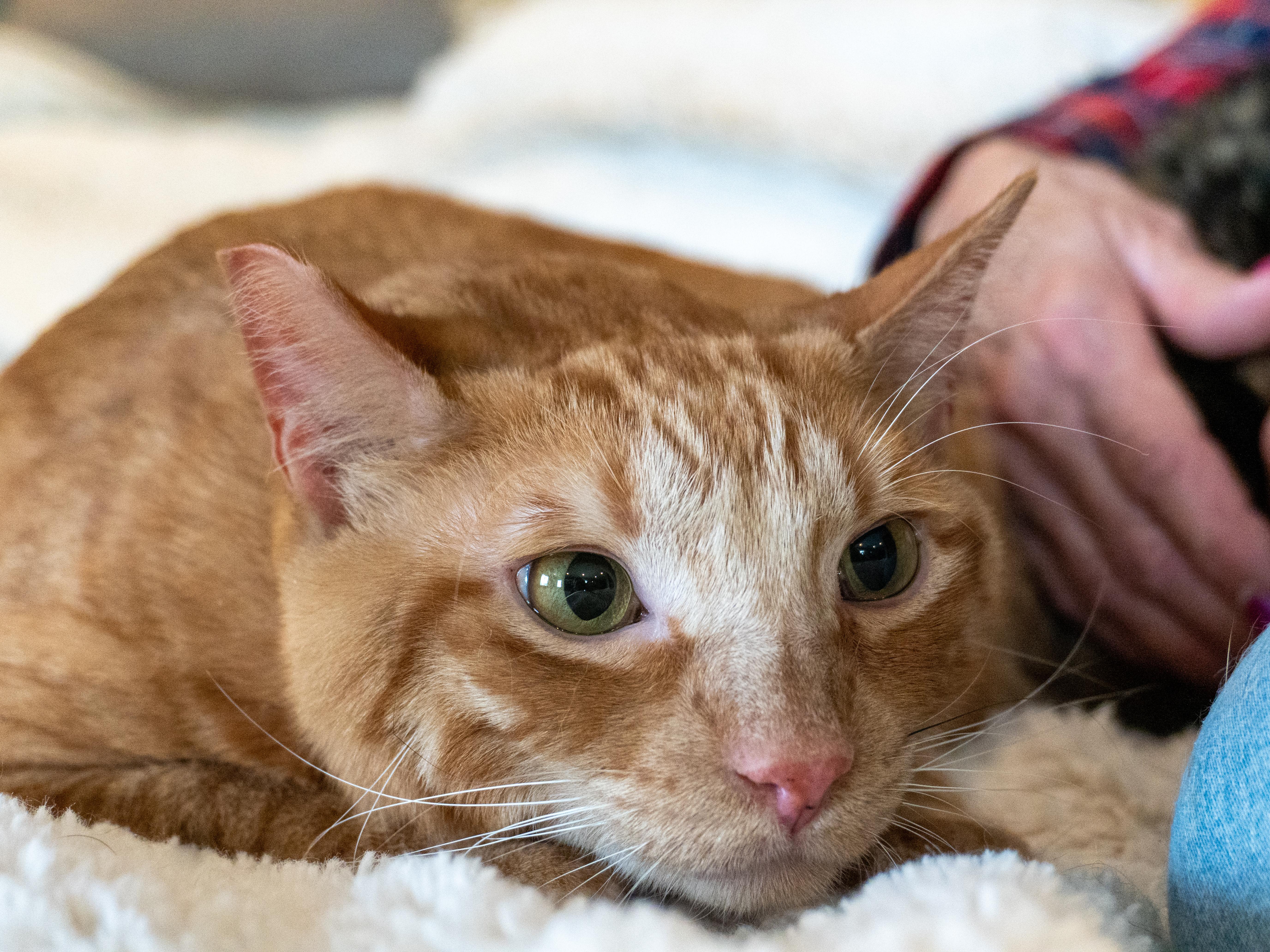 Bonnie & Clyde (bonded pair), an adoptable Domestic Medium Hair in Selah, WA, 98942 | Photo Image 3