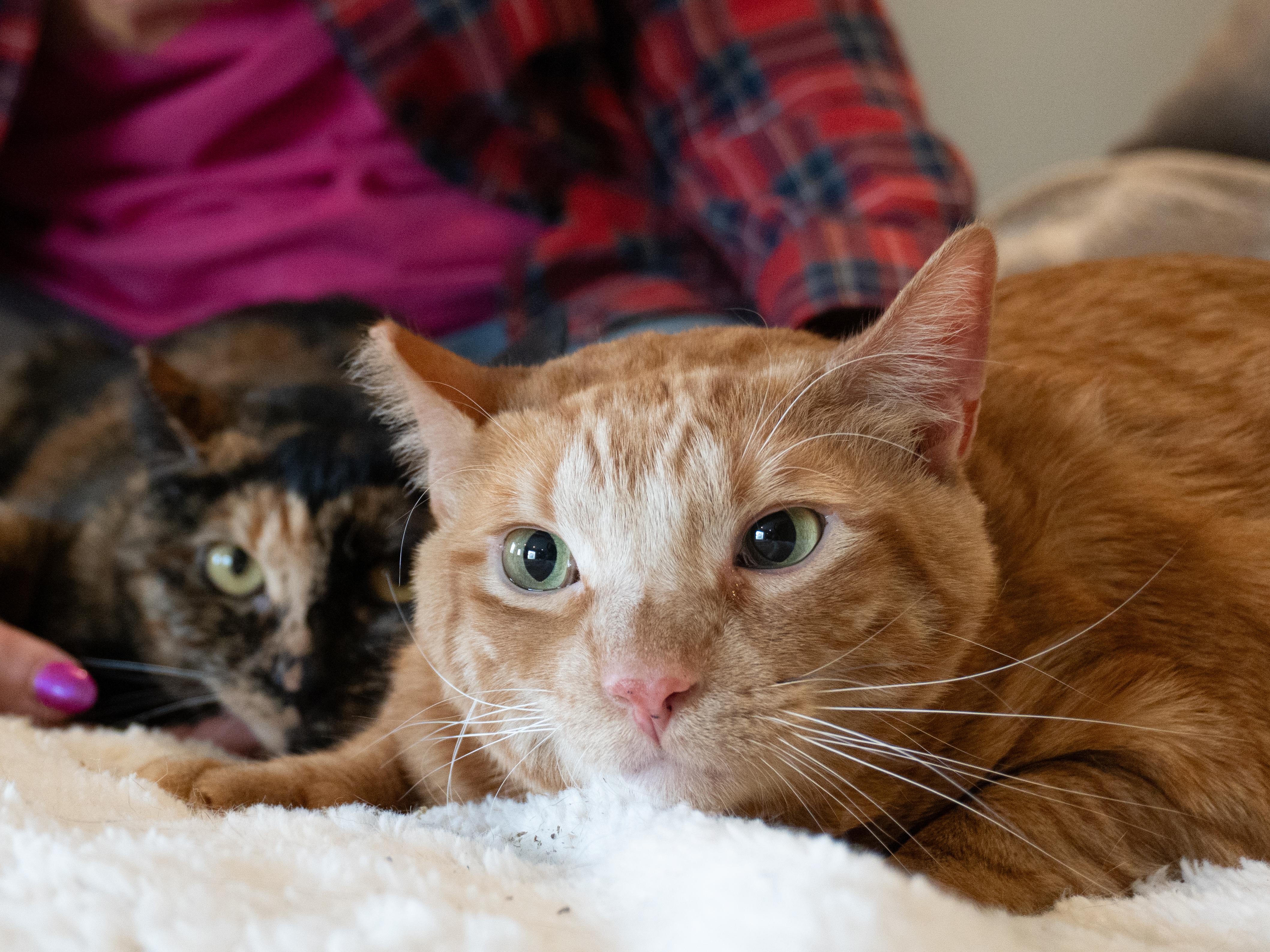 Enlarge Bonnie & Clyde (bonded pair), a Adoptable Domestic Medium Hair in Selah, WA image 5/5