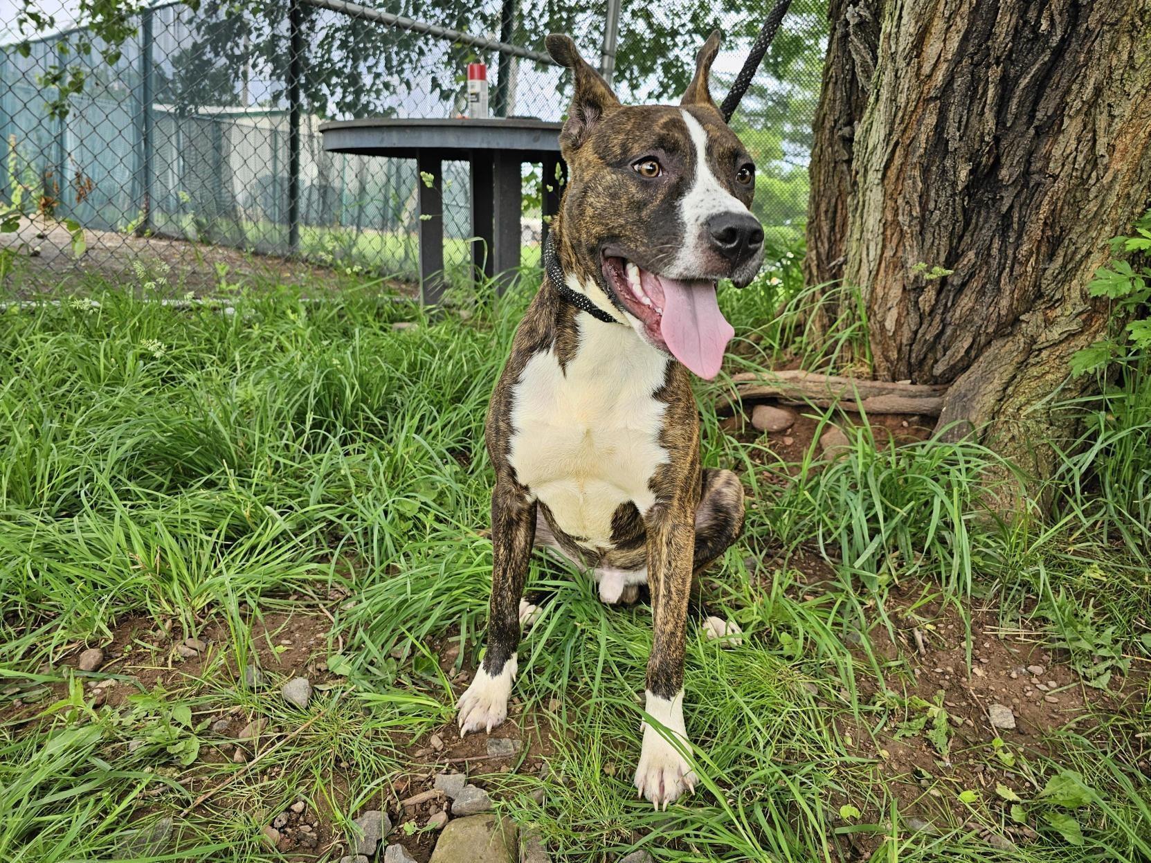 Enlarge Troy, a Adoptable Pit Bull Terrier in Jersey city, NJ image 1/3