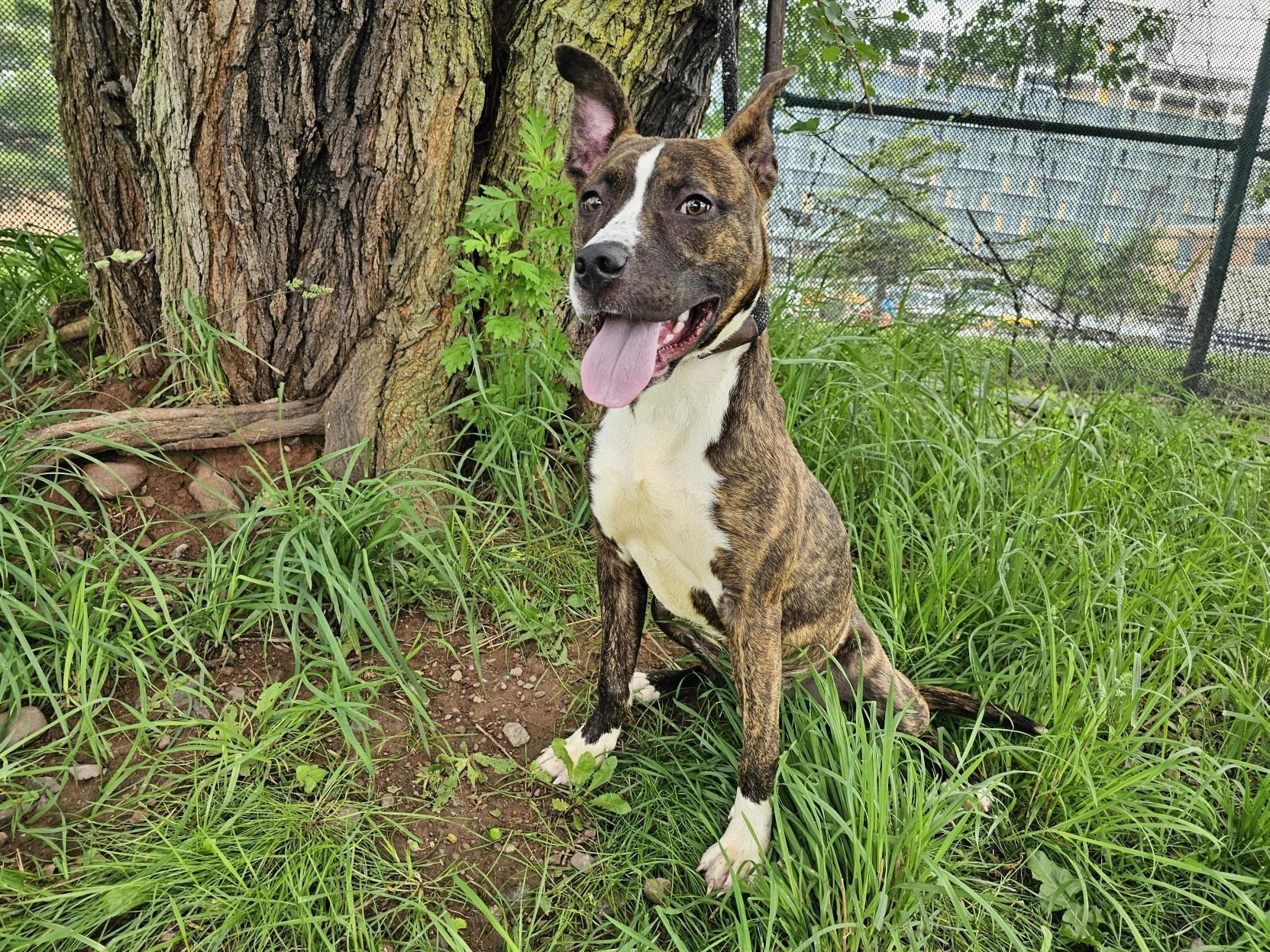 Enlarge Troy, a Adoptable Pit Bull Terrier in Jersey city, NJ image 2/3