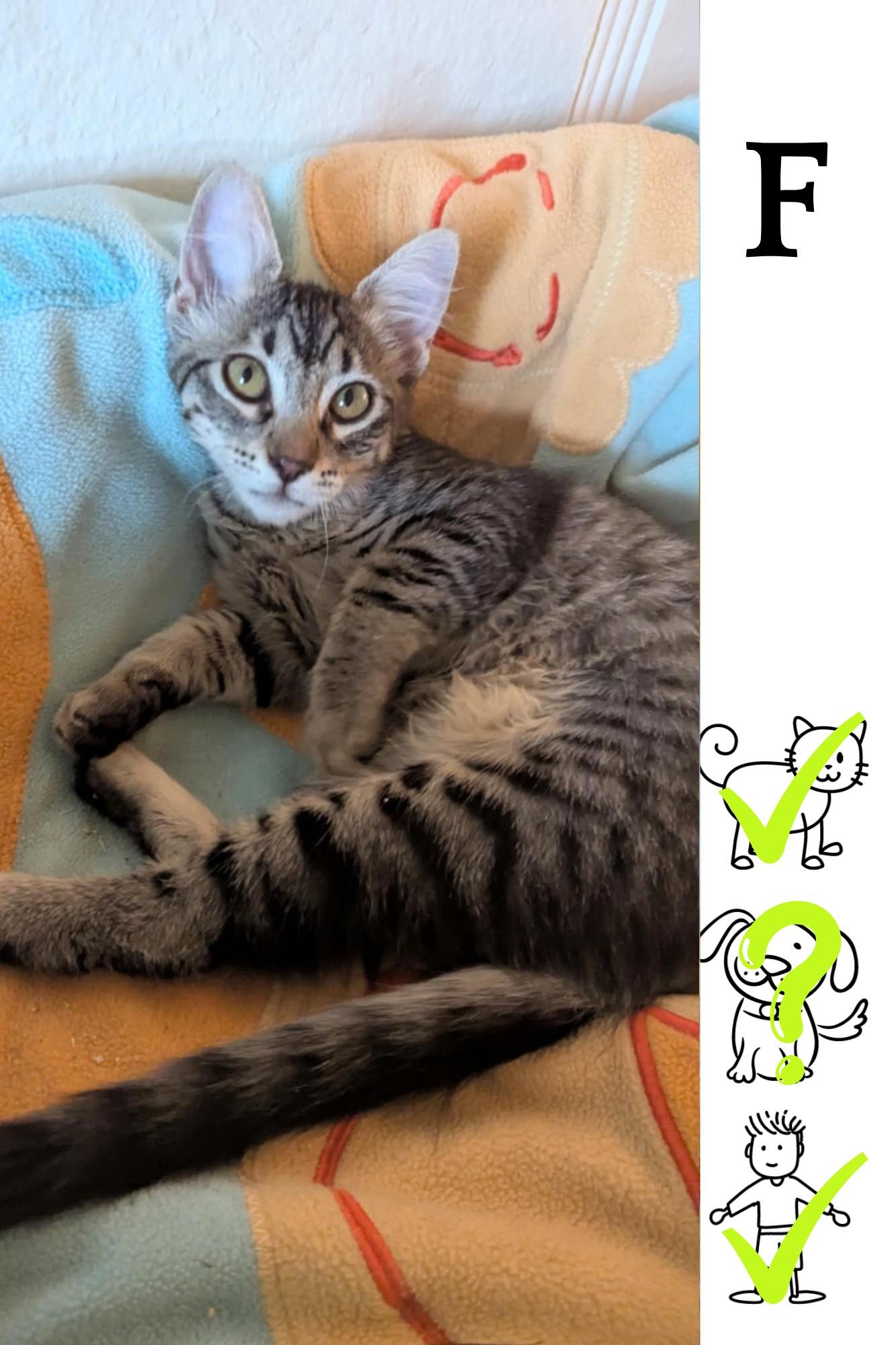 Enlarge Prìinsesa Miew mew, a Adoptable Domestic Medium Hair in Saint-Chrysostome, QC image 2/2