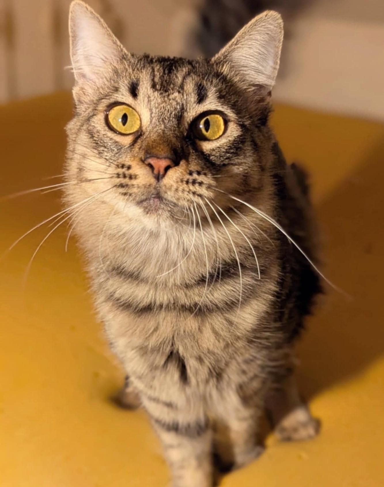 Prìinsesa Miew mew, Adoptable, Adult Female Domestic Medium Hair.