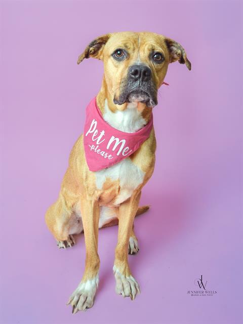 ALICE, Adoptable, Adult Female Boxer & Mixed Breed.