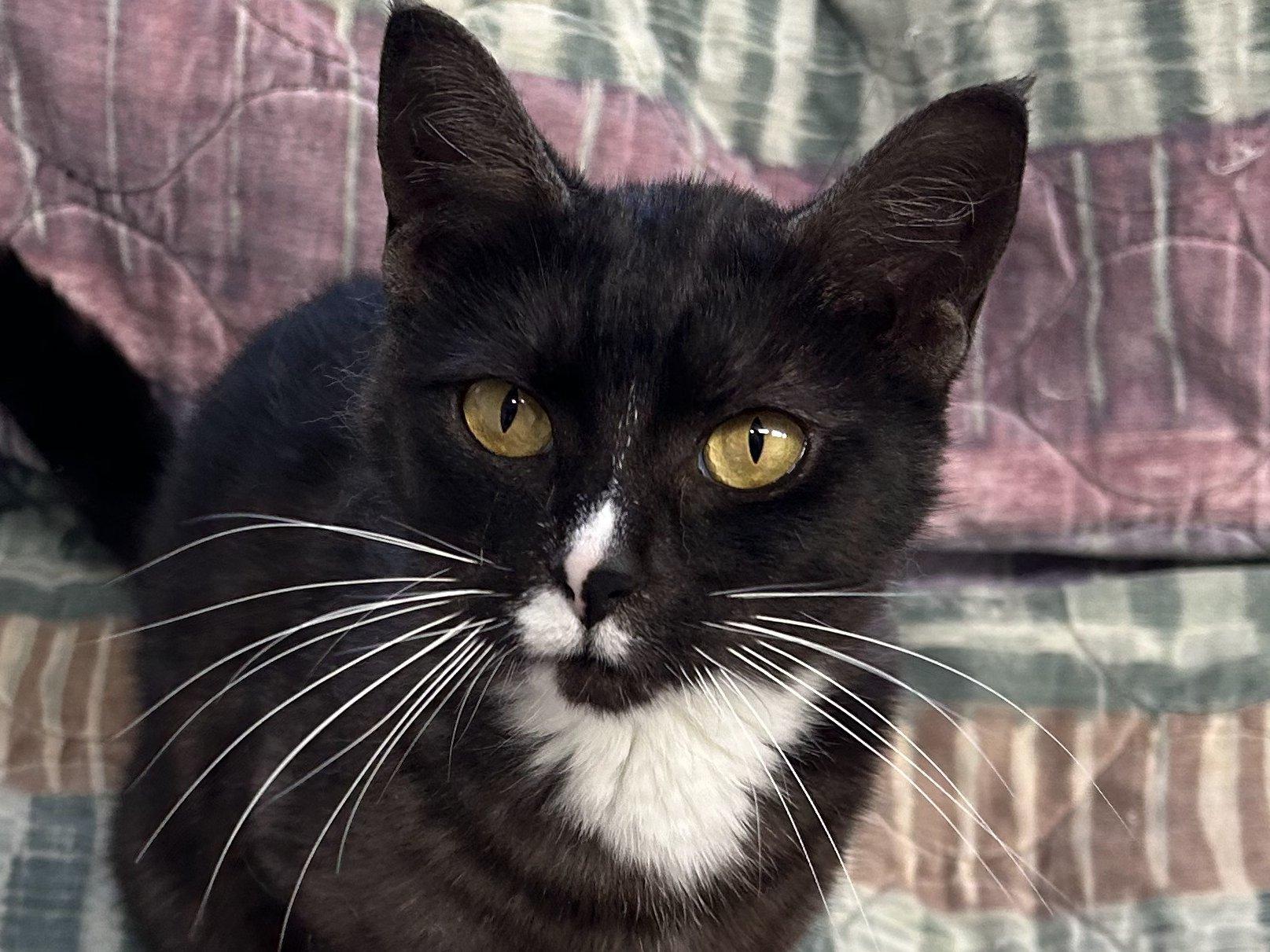 Bonita, an adoptable Tuxedo, Domestic Short Hair in Republic, WA, 99166 | Photo Image 5