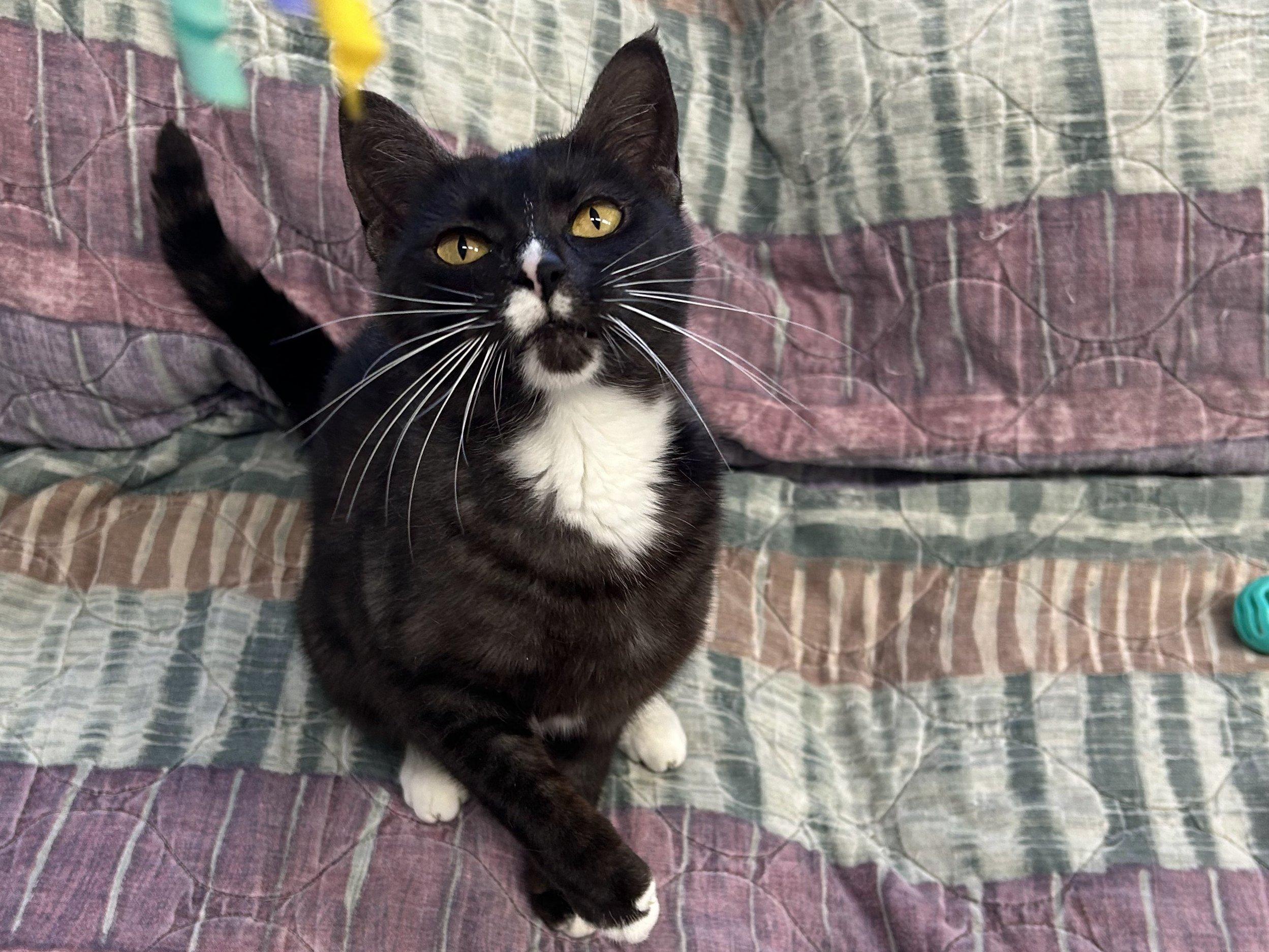 Bonita, an adoptable Tuxedo, Domestic Short Hair in Republic, WA, 99166 | Photo Image 1