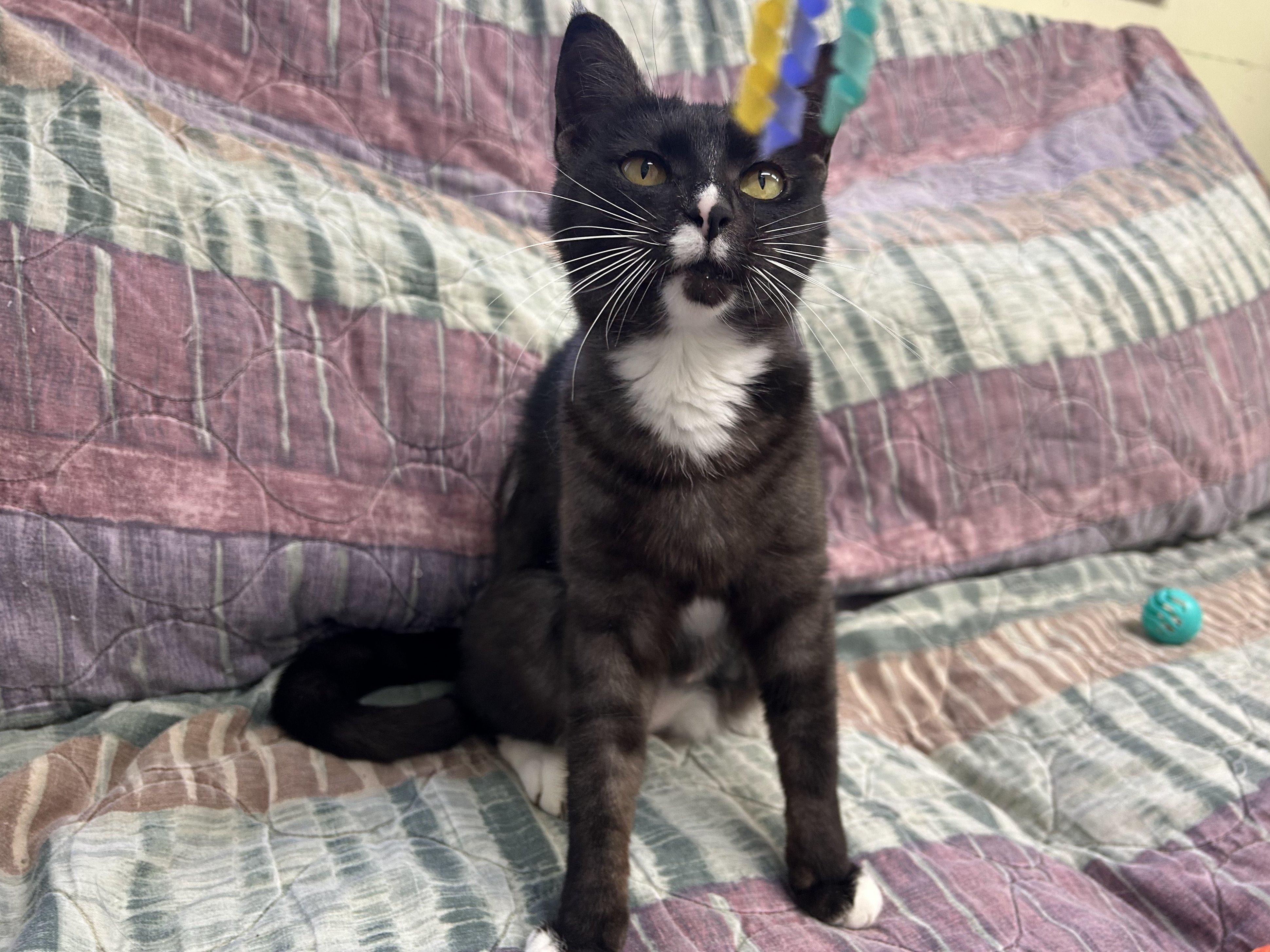 Bonita, an adoptable Tuxedo, Domestic Short Hair in Republic, WA, 99166 | Photo Image 3