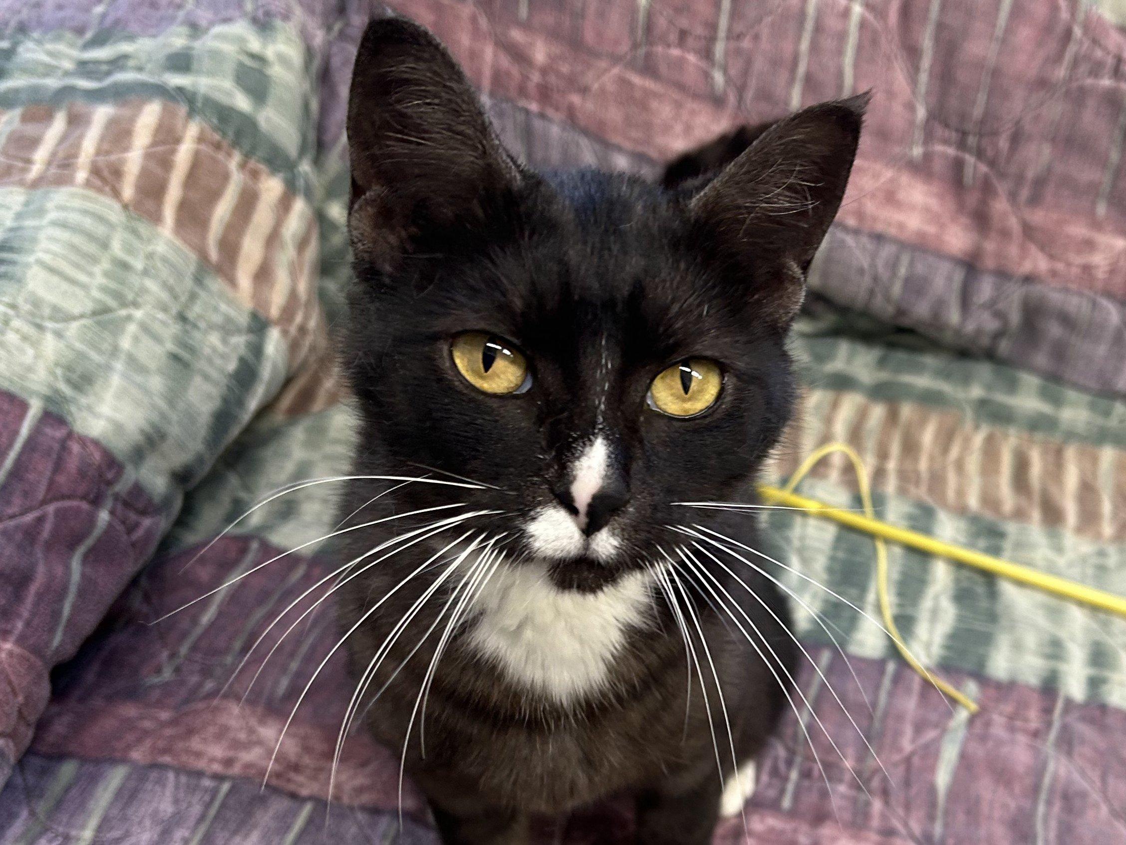 Bonita, an adoptable Tuxedo, Domestic Short Hair in Republic, WA, 99166 | Photo Image 2