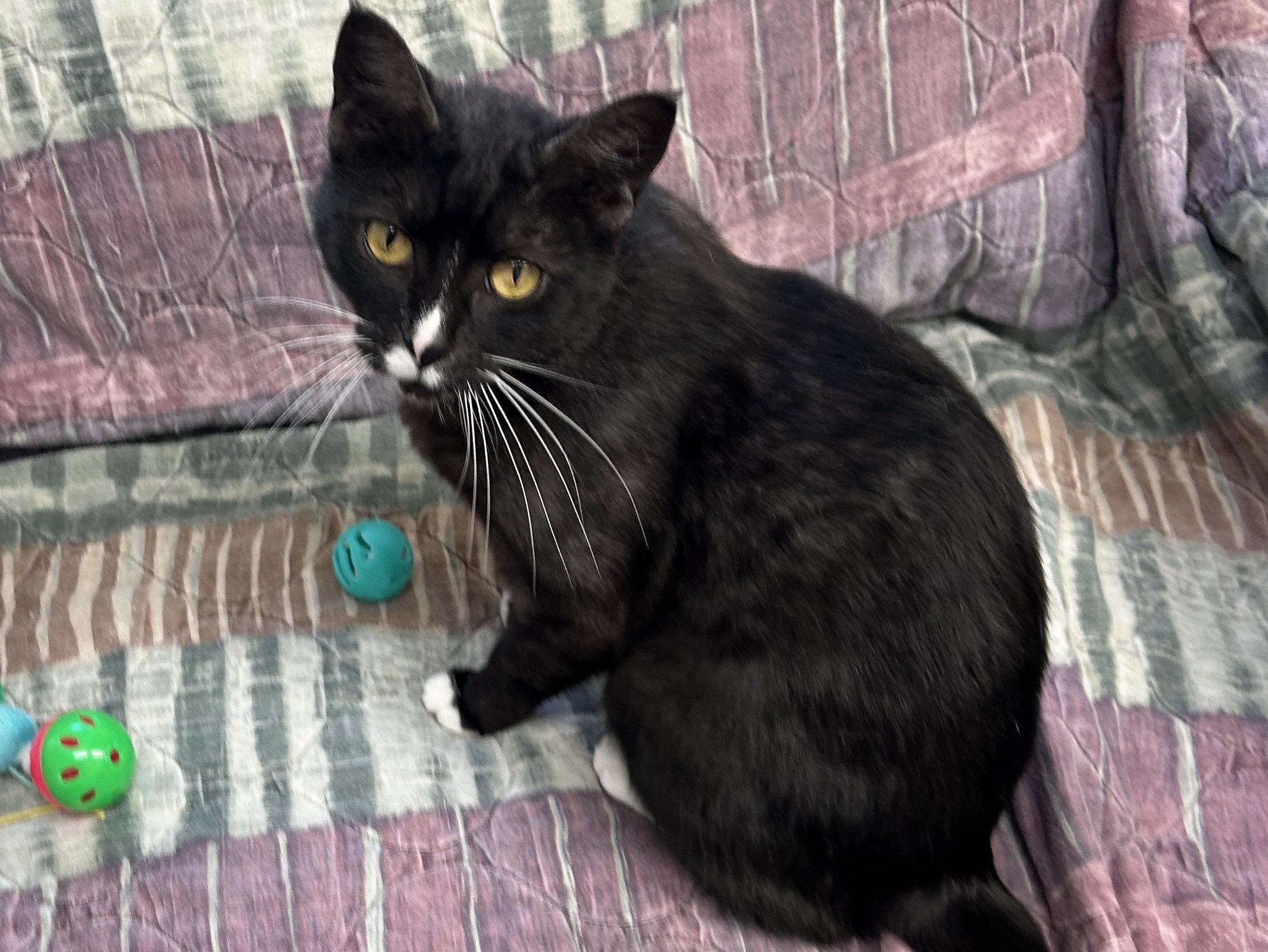Bonita, an adoptable Tuxedo, Domestic Short Hair in Republic, WA, 99166 | Photo Image 4