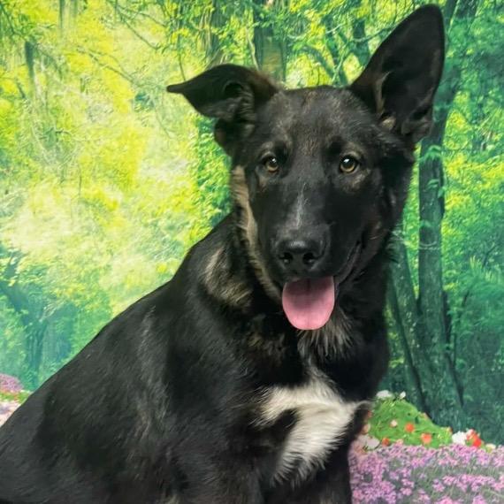 Super Mario Wario, Adoptable, Puppy Female German Shepherd Dog.