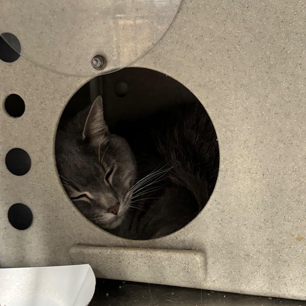 Enlarge Matthew, a Adoptable Domestic Short Hair in Salt Lake City, UT image 1/6