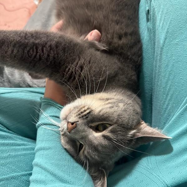 Enlarge Matthew, a Adoptable Domestic Short Hair in Salt Lake City, UT image 2/6