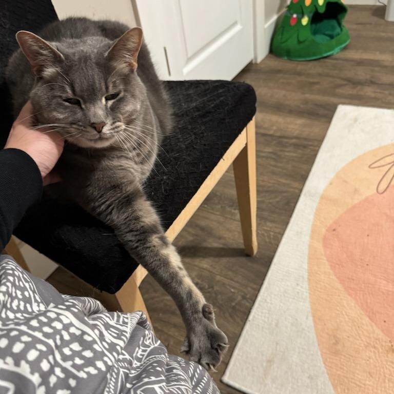 Enlarge Matthew, a Adoptable Domestic Short Hair in Salt Lake City, UT image 3/6