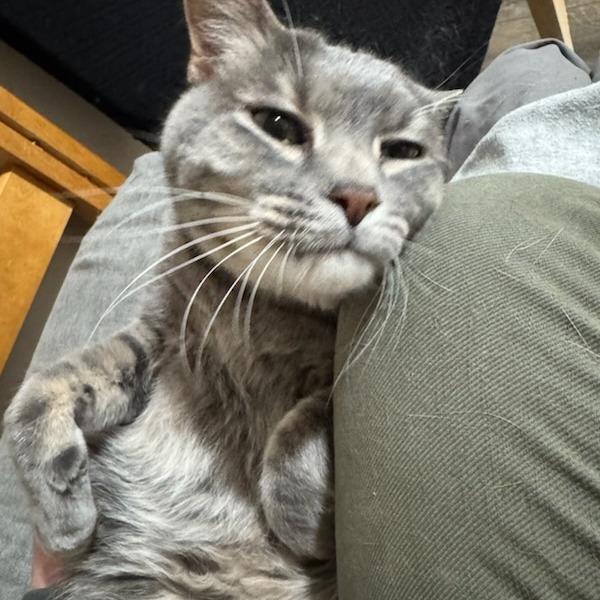 Enlarge Matthew, a Adoptable Domestic Short Hair in Salt Lake City, UT image 5/6