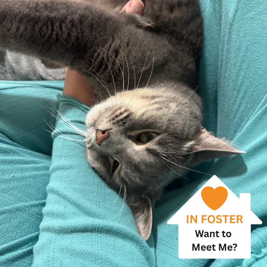 Enlarge Matthew, a Adoptable Domestic Short Hair in Salt Lake City, UT image 6/6