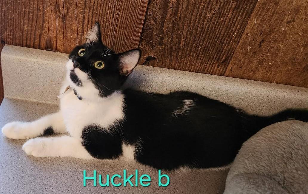 Huckle B photo 1