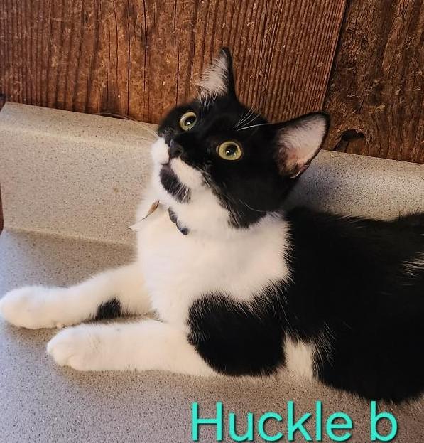 Huckle B thumbnail 2