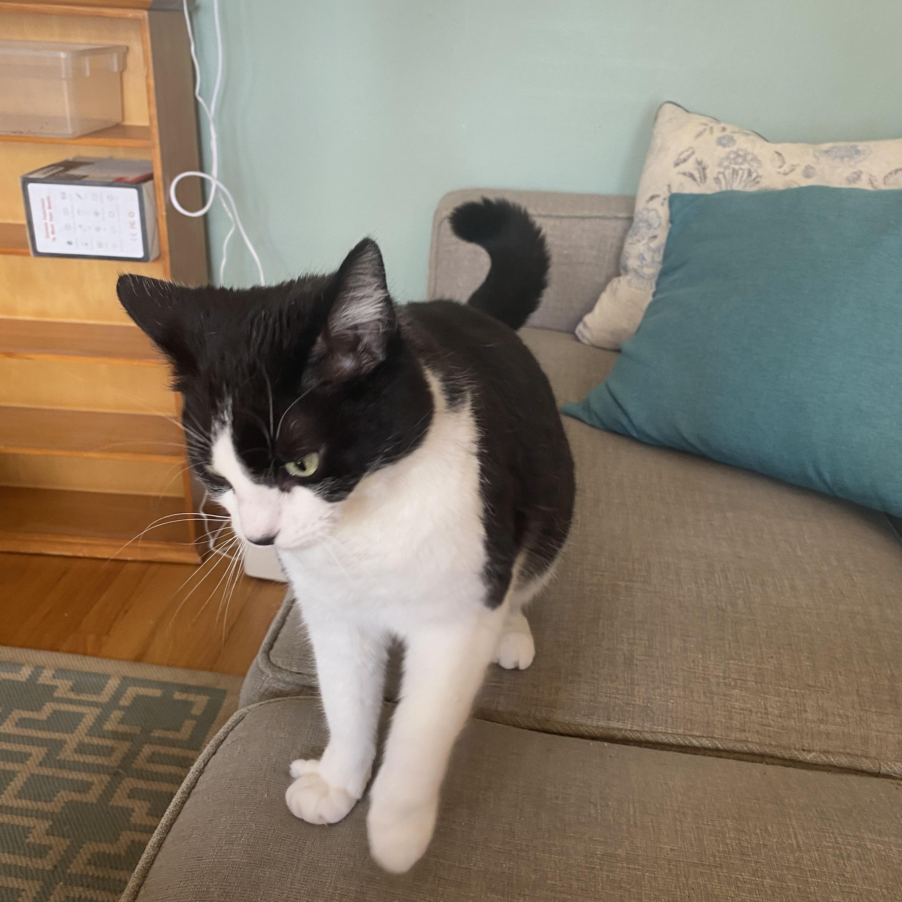Ally the Cat!!! photo 3