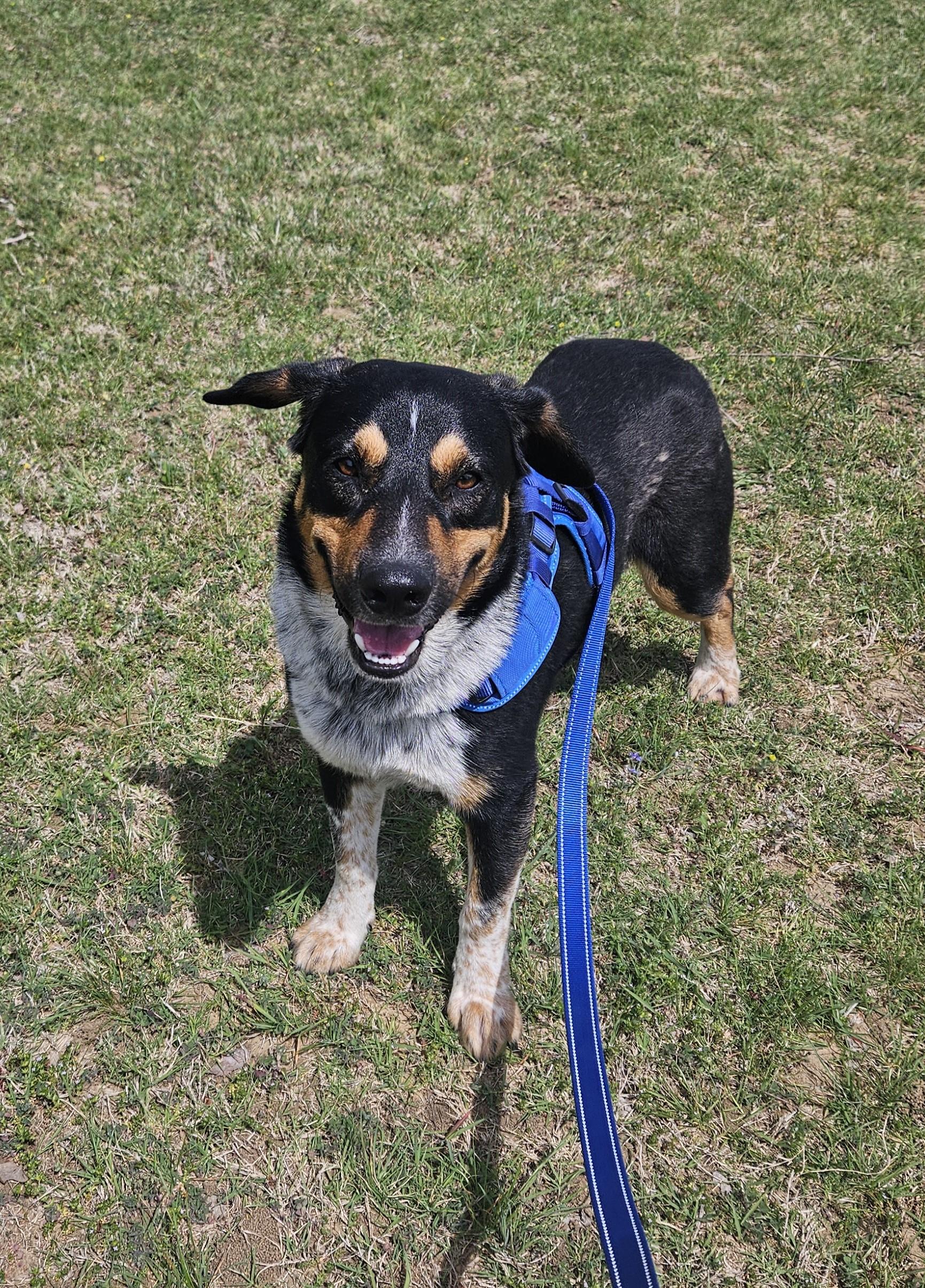 Enlarge Wallie, a Adoptable mixed breed in Sherman, TX image 4/6