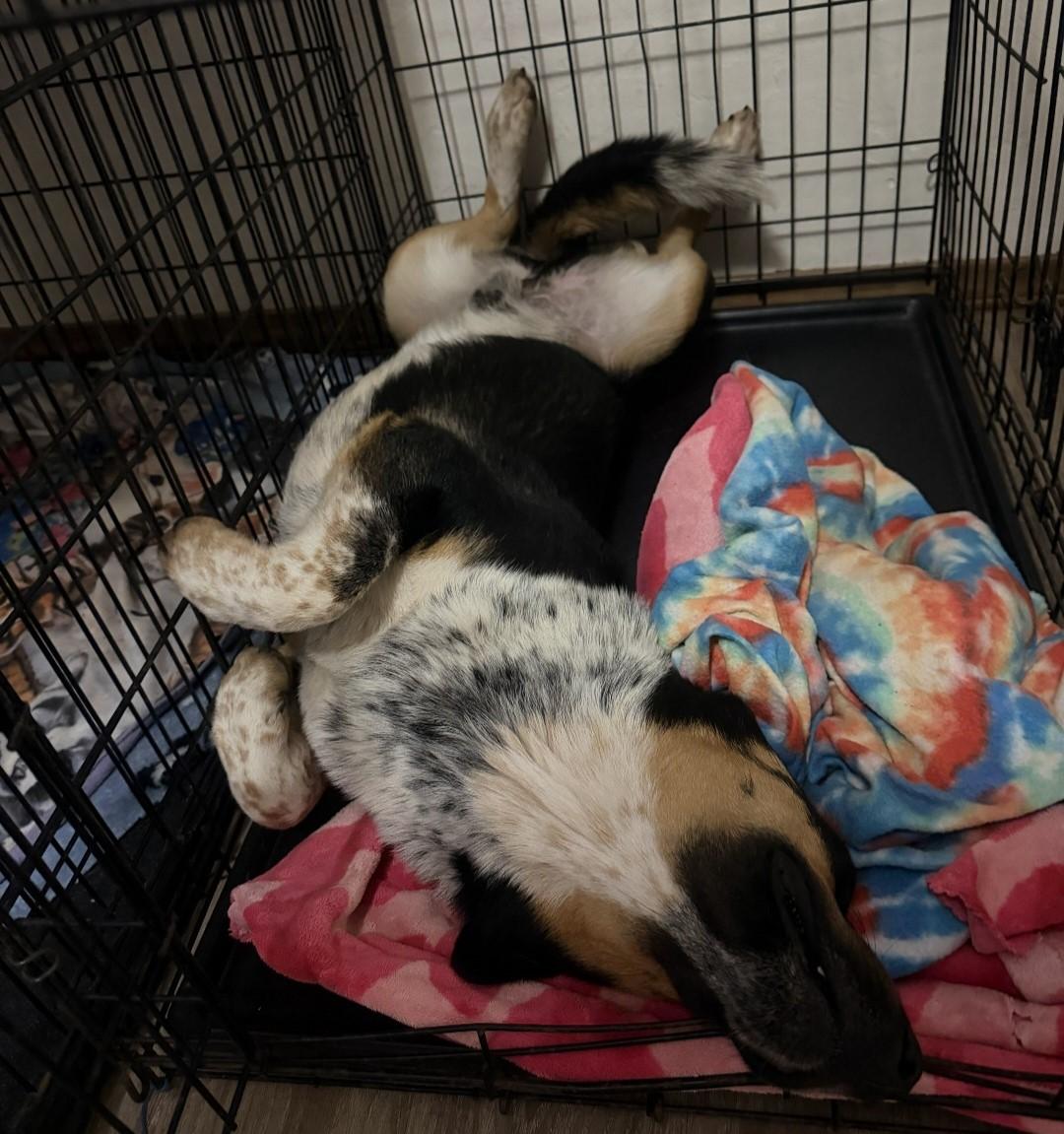 Enlarge Wallie, a Adoptable mixed breed in Sherman, TX image 3/6