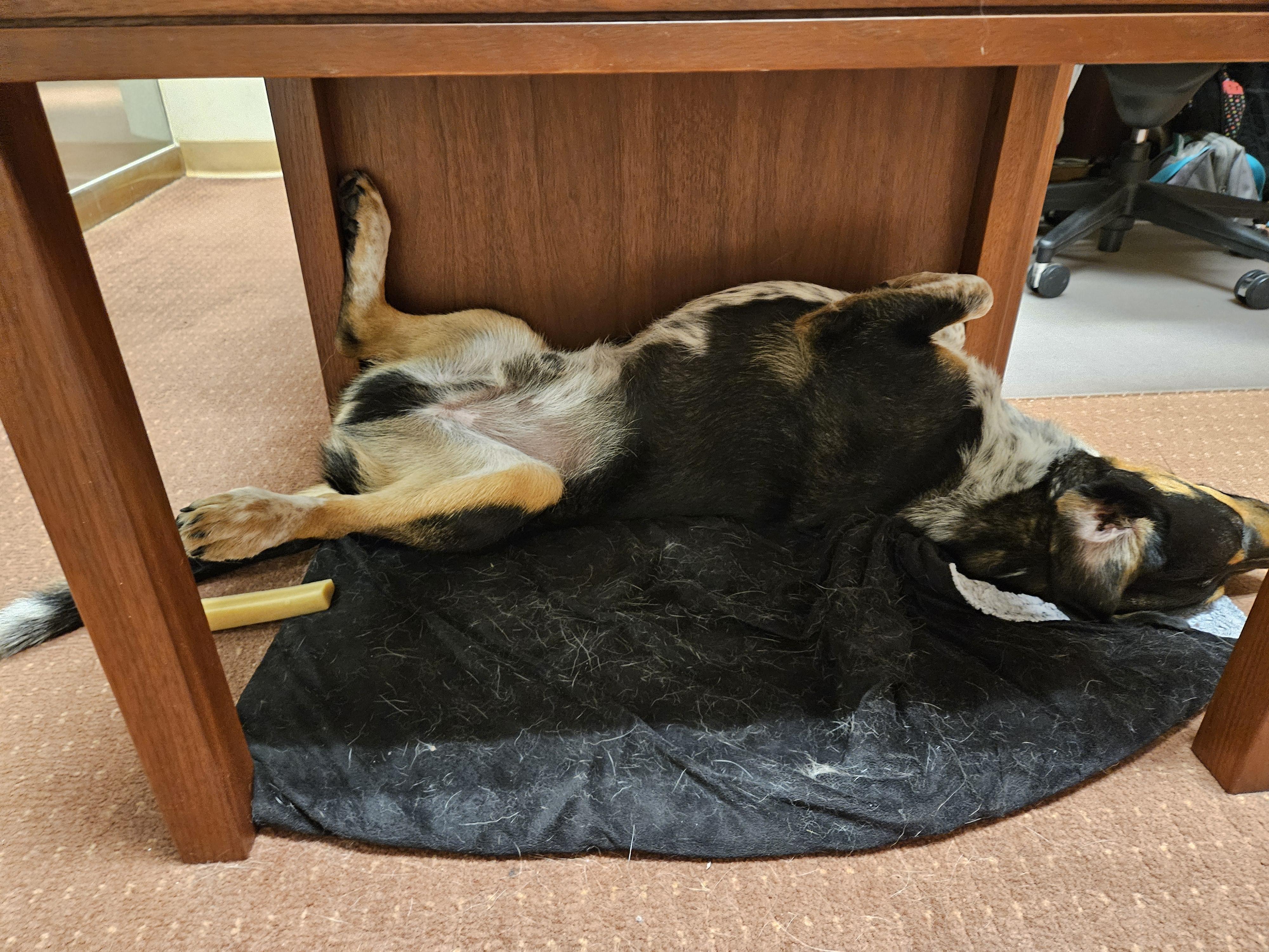 Enlarge Wallie, a Adoptable mixed breed in Sherman, TX image 6/6
