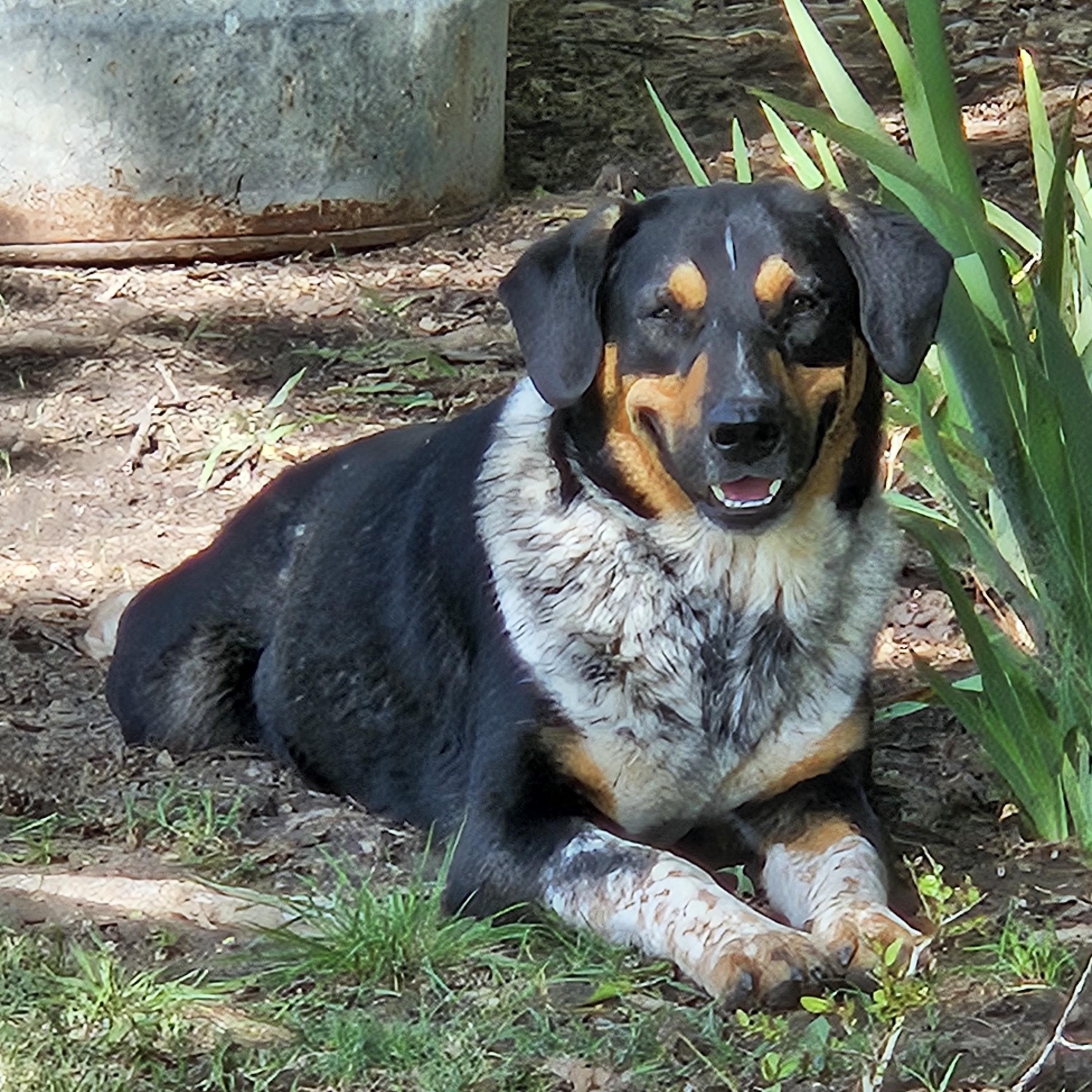 Enlarge Wallie, a Adoptable mixed breed in Sherman, TX image 1/6