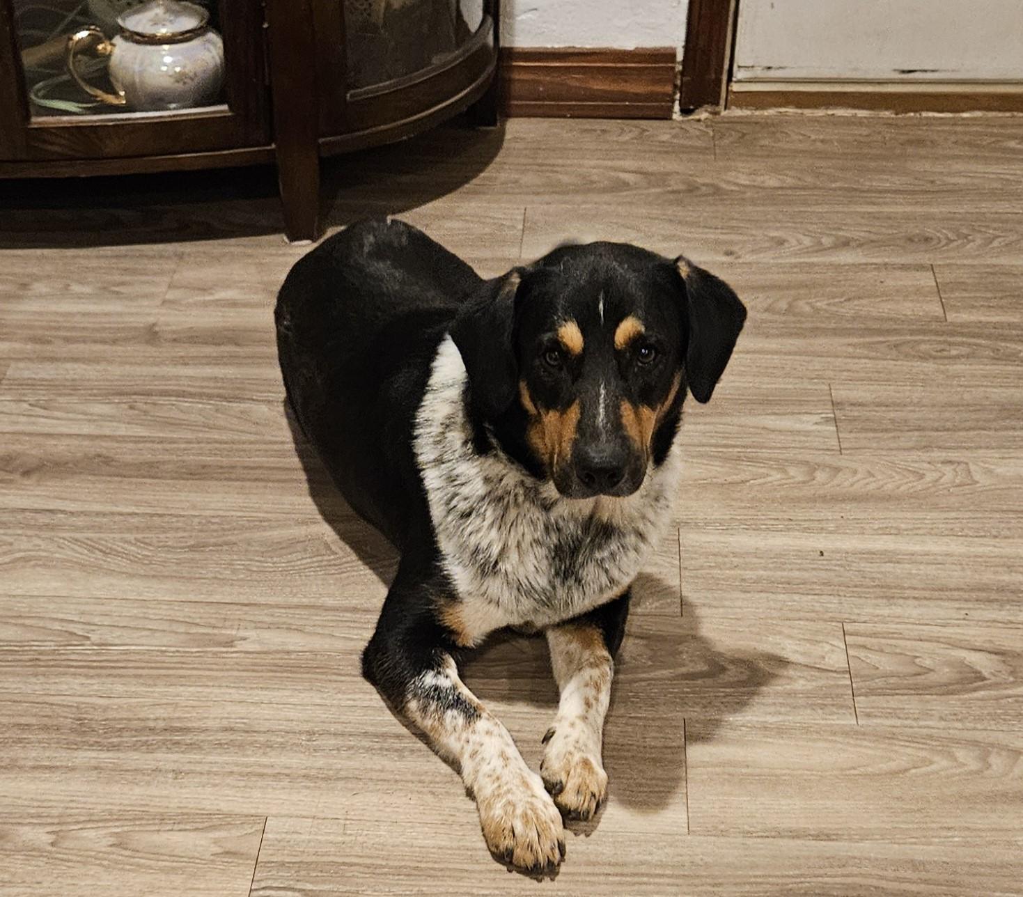 Enlarge Wallie, a Adoptable mixed breed in Sherman, TX image 5/6