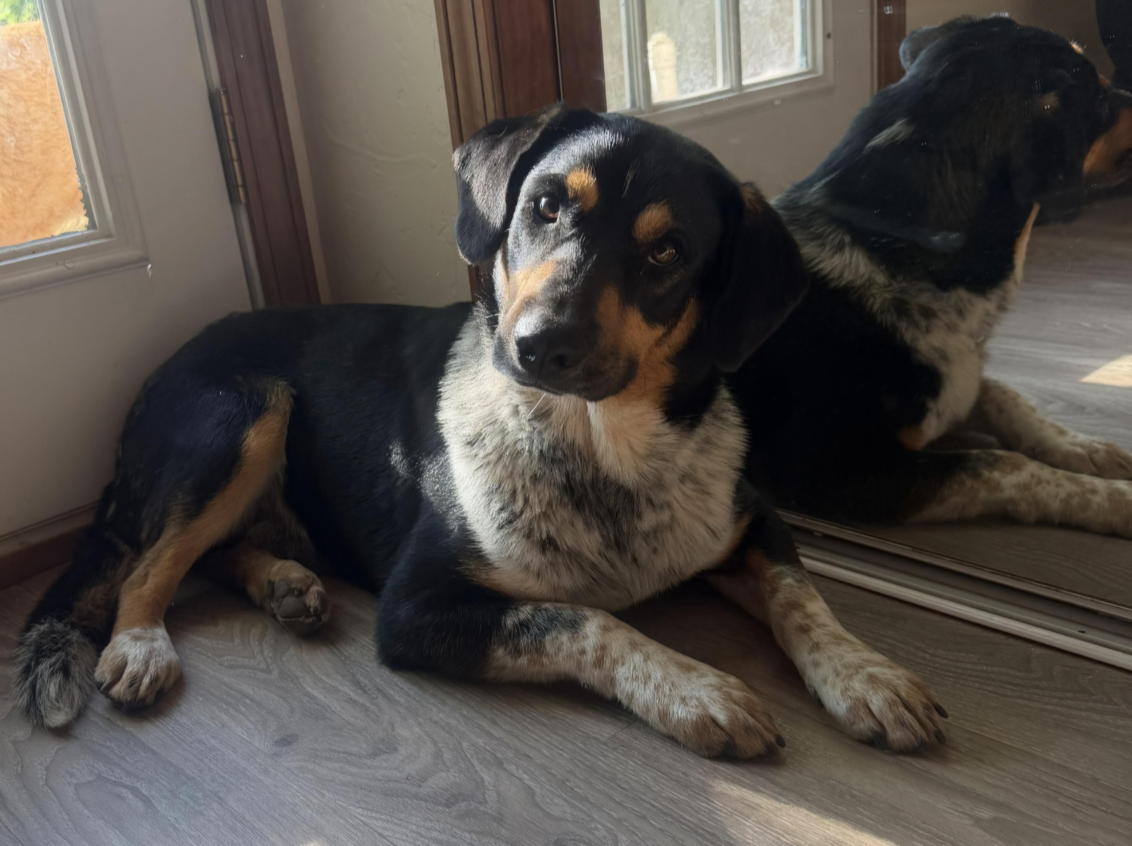 Enlarge Wallie, a Adoptable mixed breed in Sherman, TX image 2/6