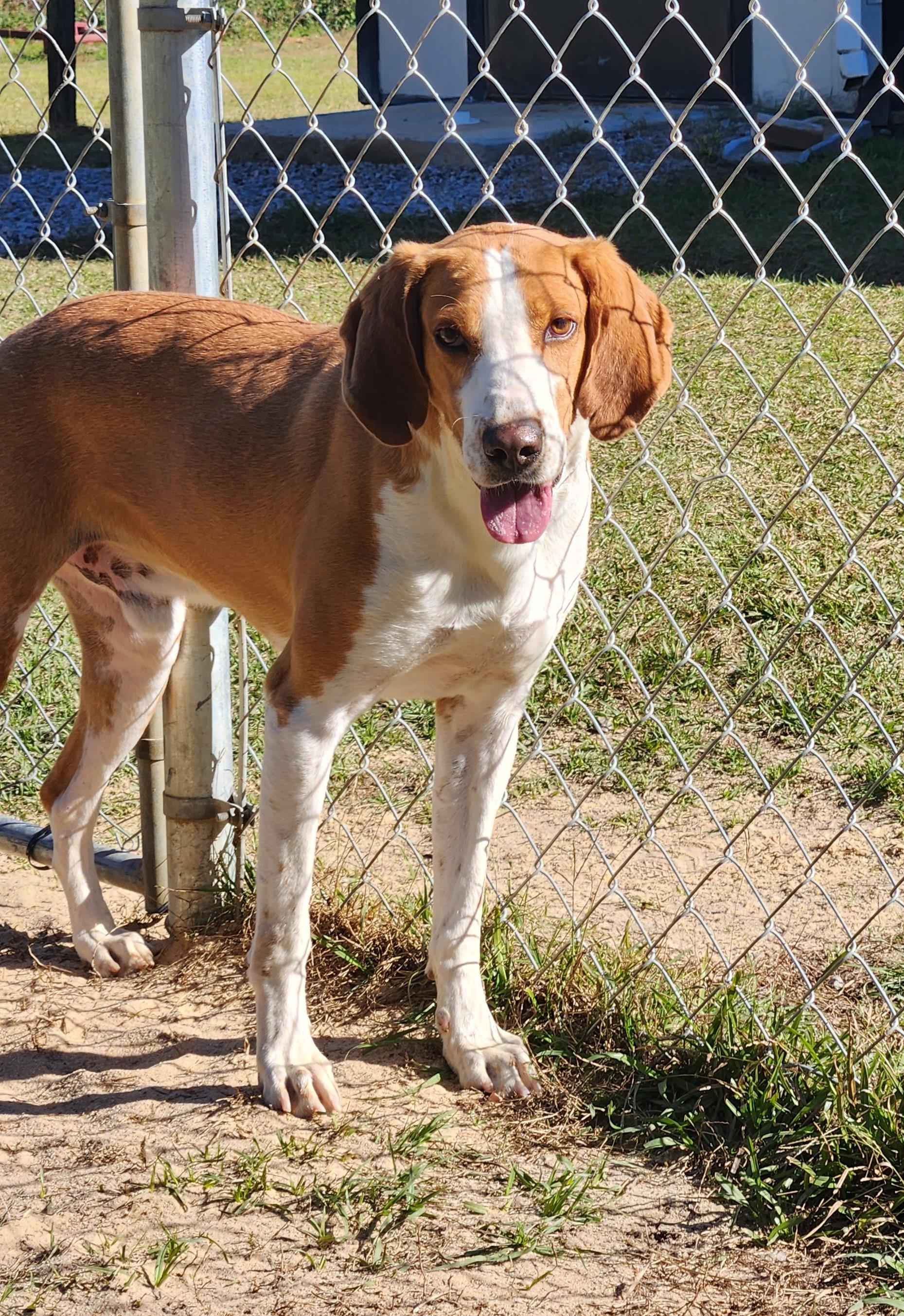 Enlarge Hank, a Adoptable mixed breed in Manning, SC image 1/1